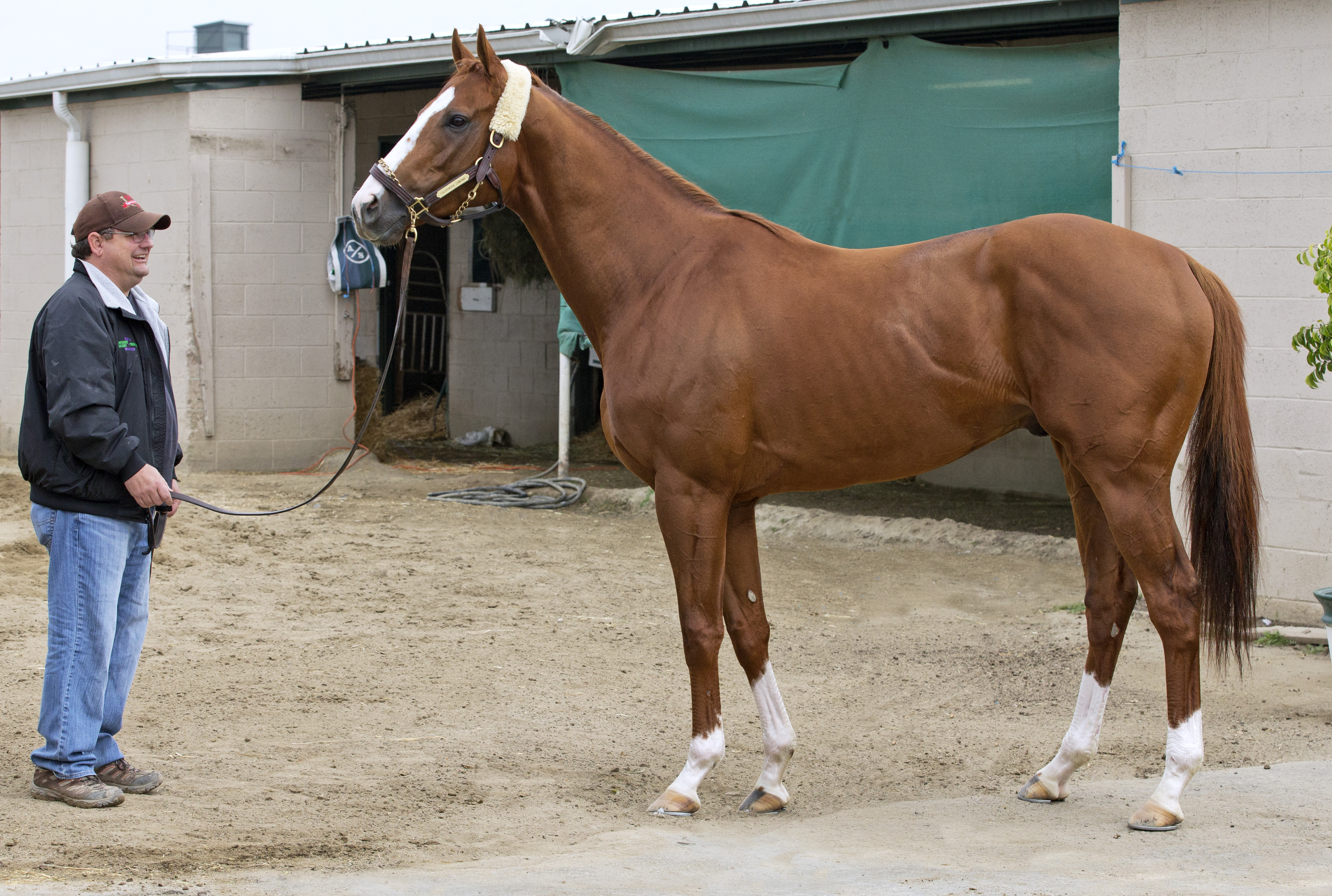 California Chrome