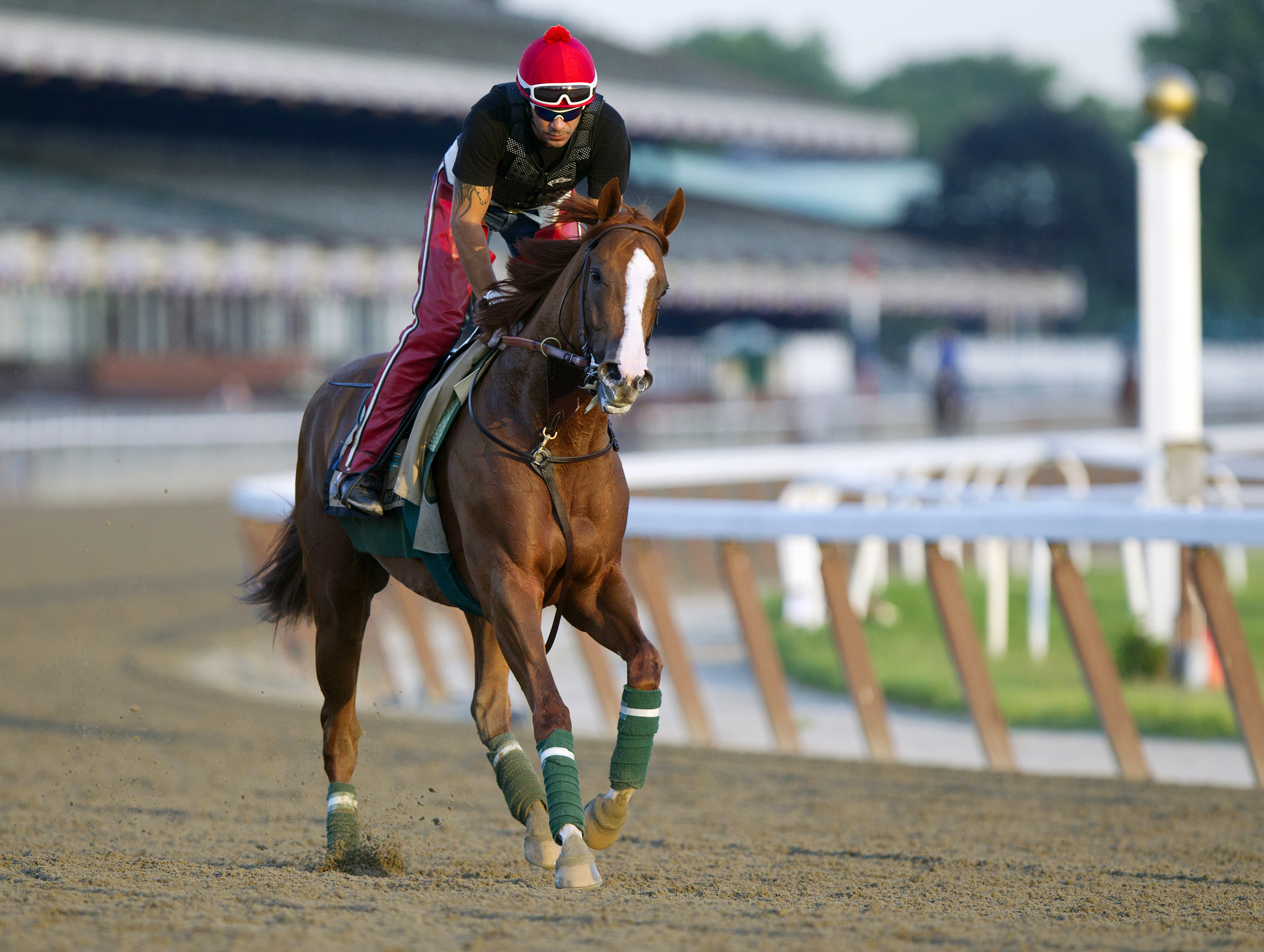 California Chrome trains at Belmont on May 27