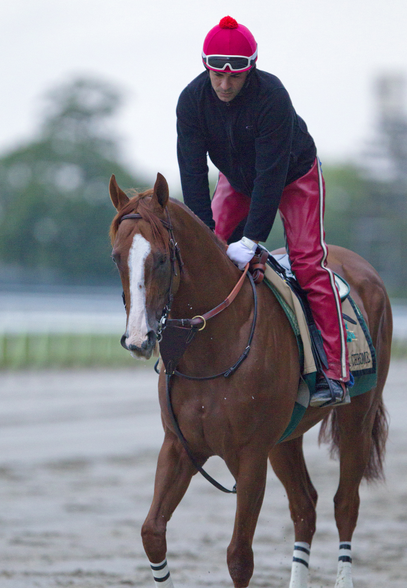 California Chrome 5-24-2014