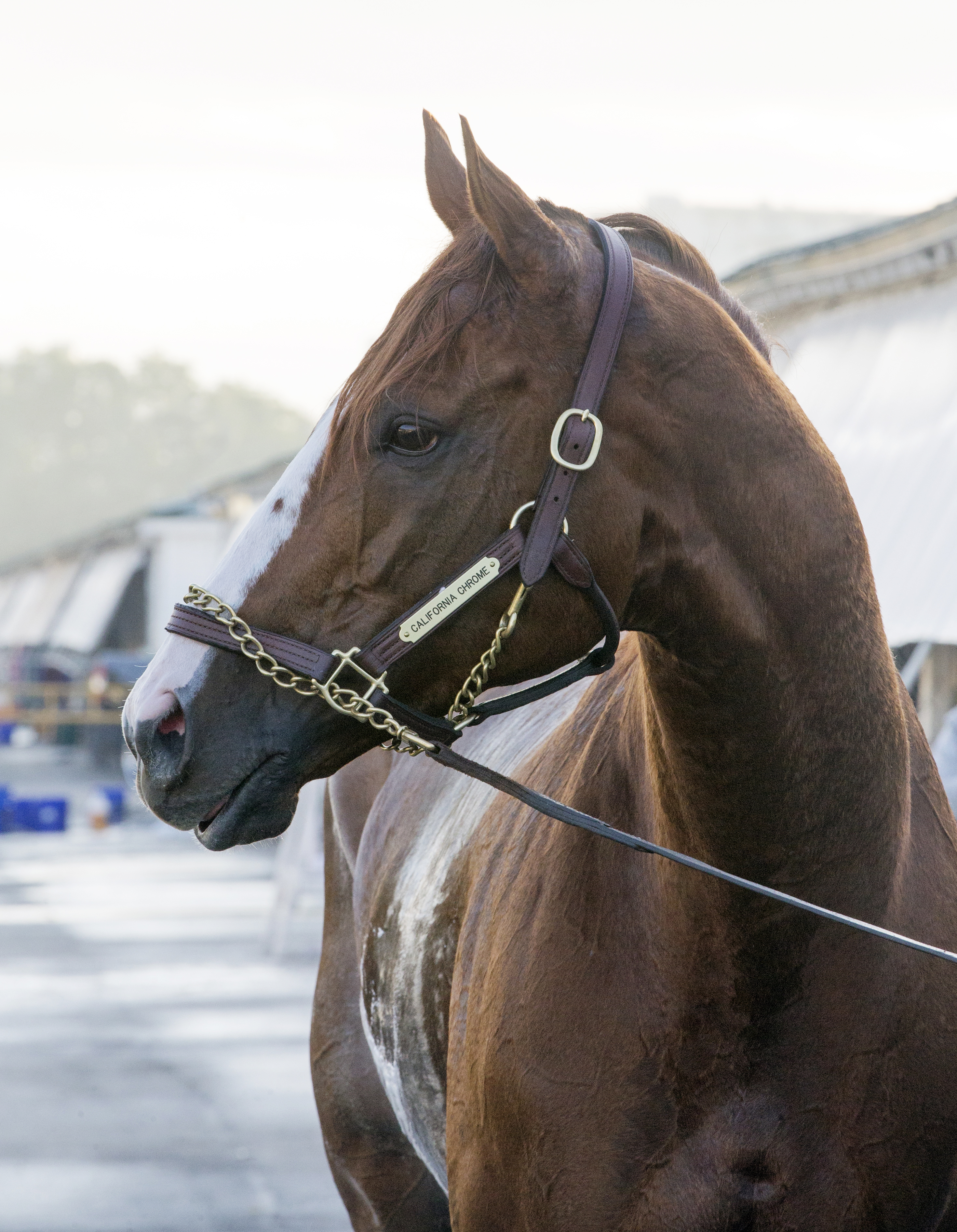 California Chrome