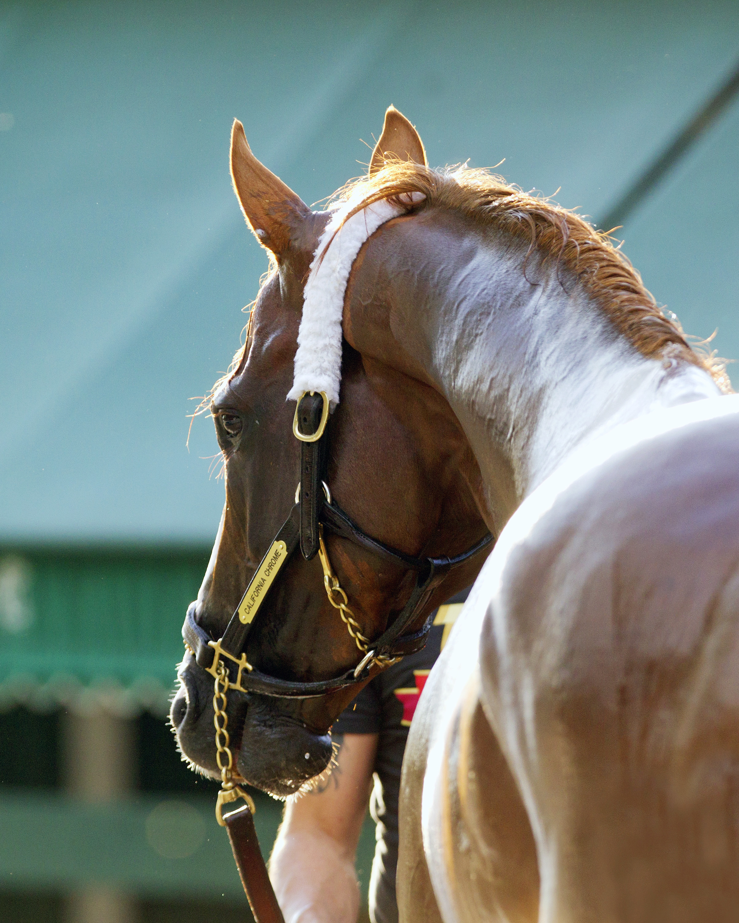 California Chrome portrait