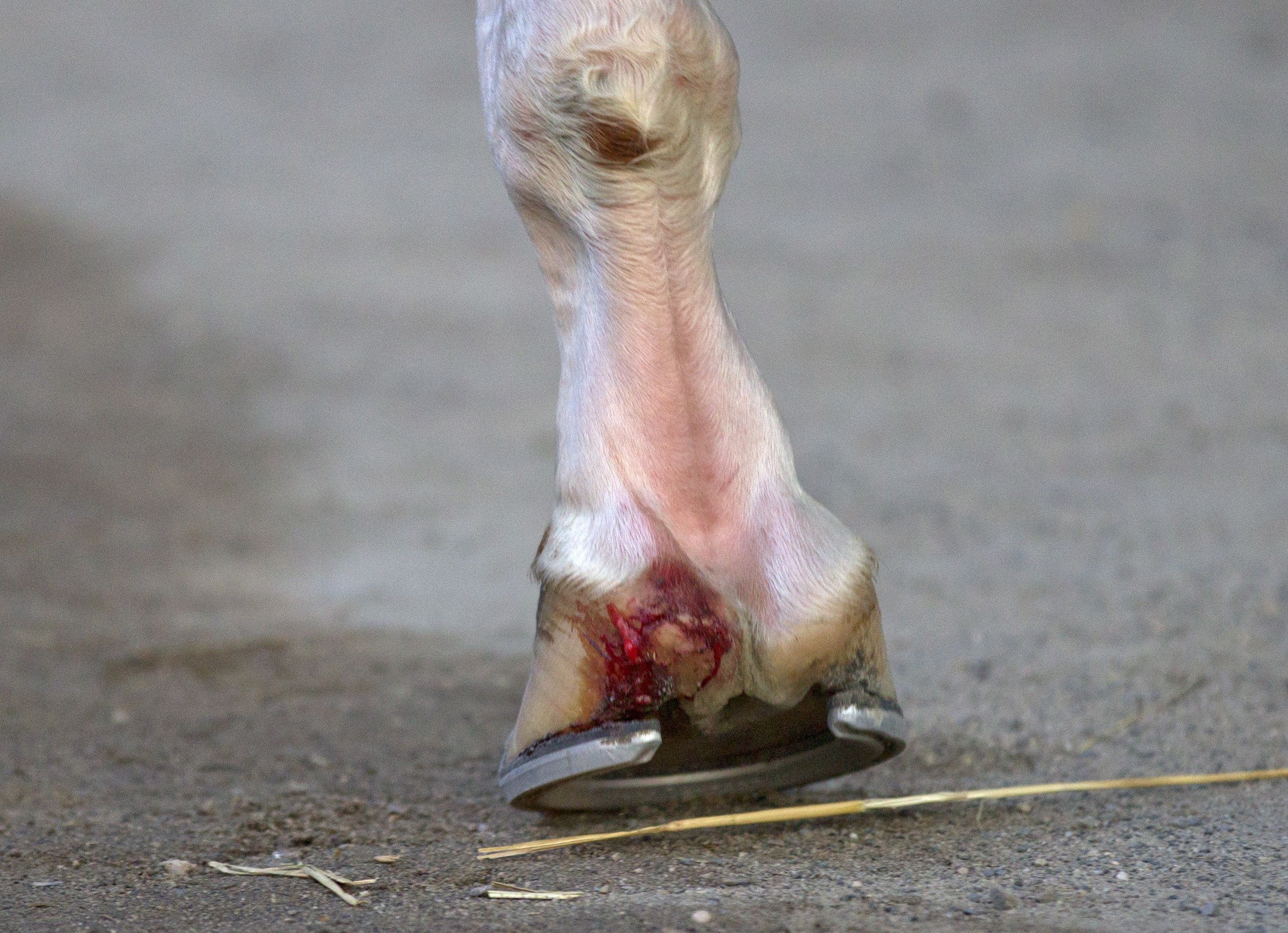 California Chrome quarter 6-7-2014