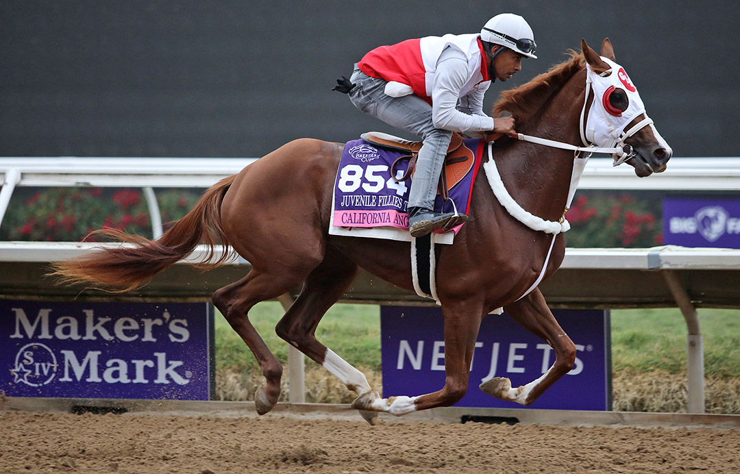 California Angel trains at Del Mar in November 2021