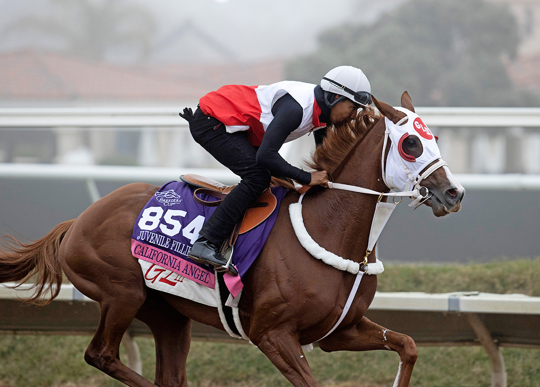 California Angel trains at Del Mar for the Breeders' Cup