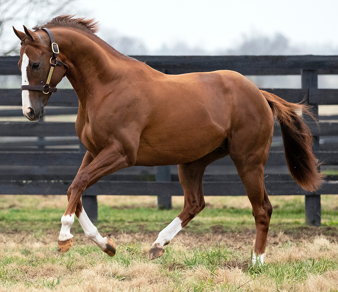 California Chrome at Taylor Made in January 2019