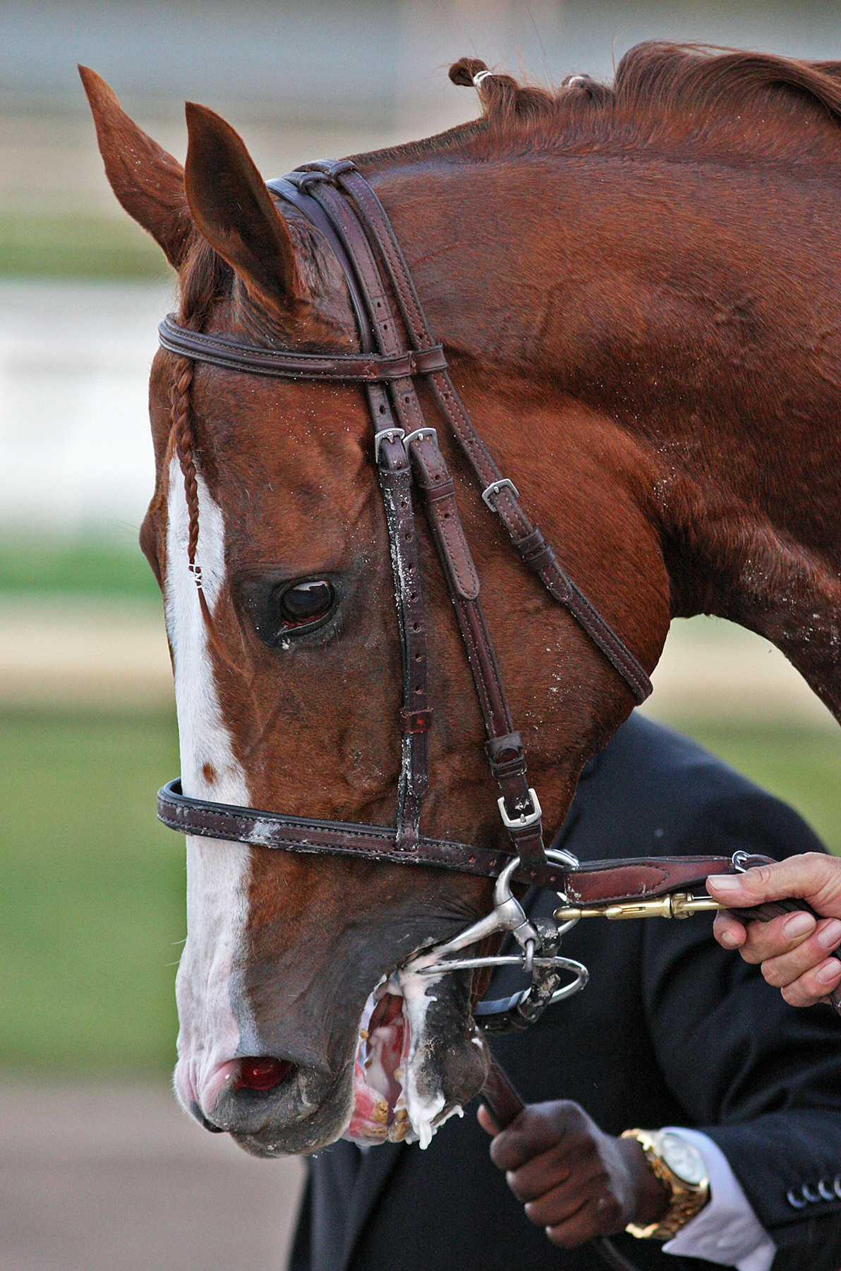 California Chrome 1-28-2017