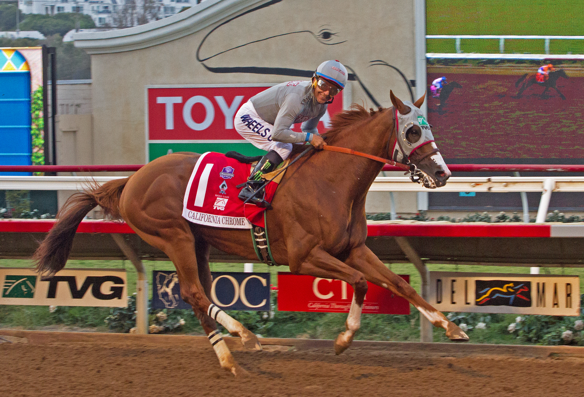 California Chrome 8-20-2016
