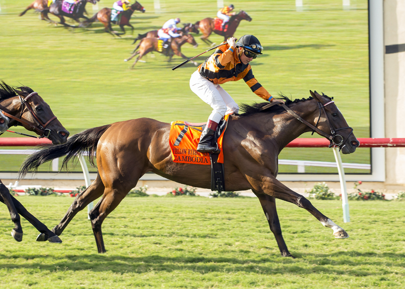 Cambodia wins the Yellow Ribbon Handicap at Del Mar 8.5.17_BA