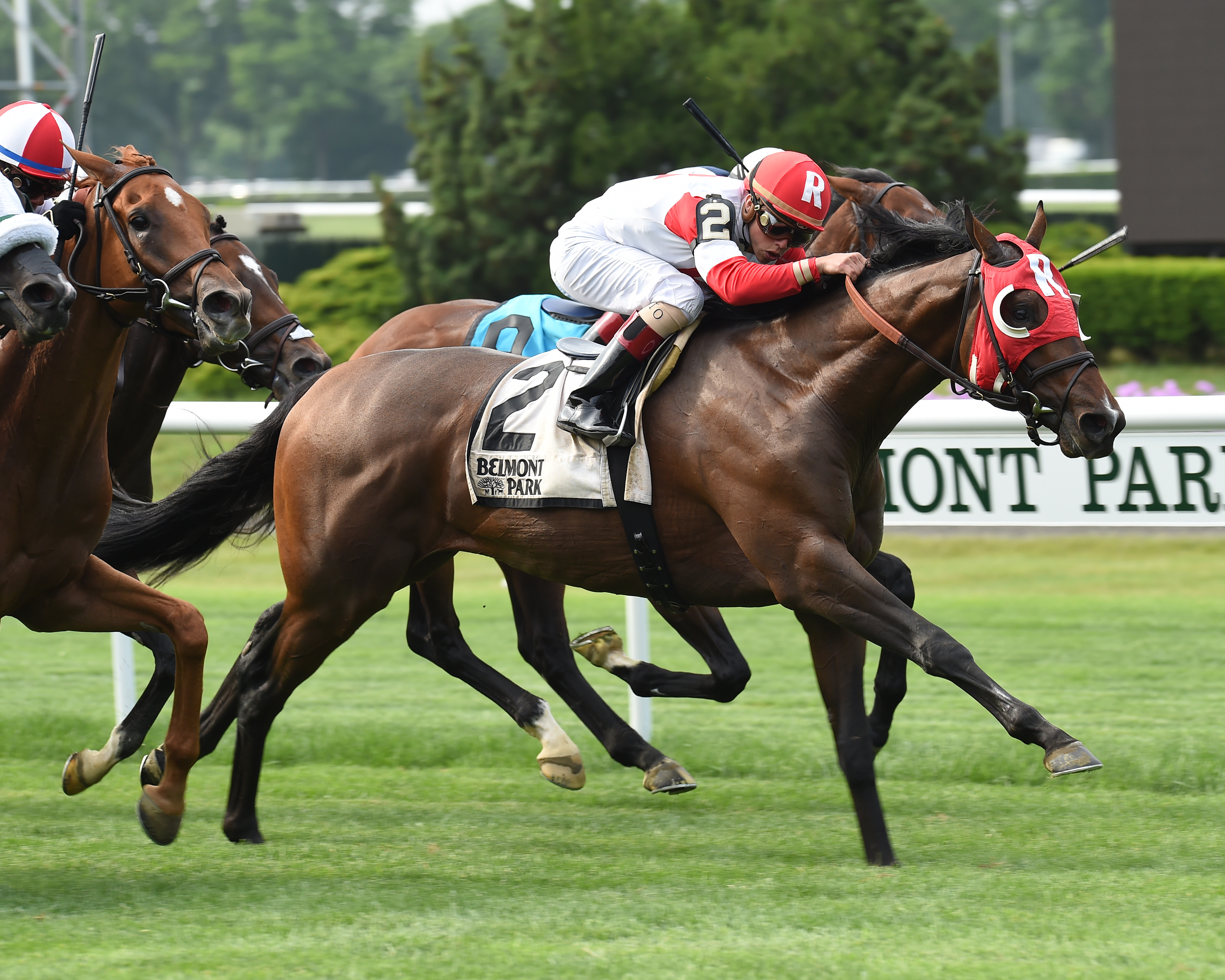 Camelot Kitten 6-4-2016