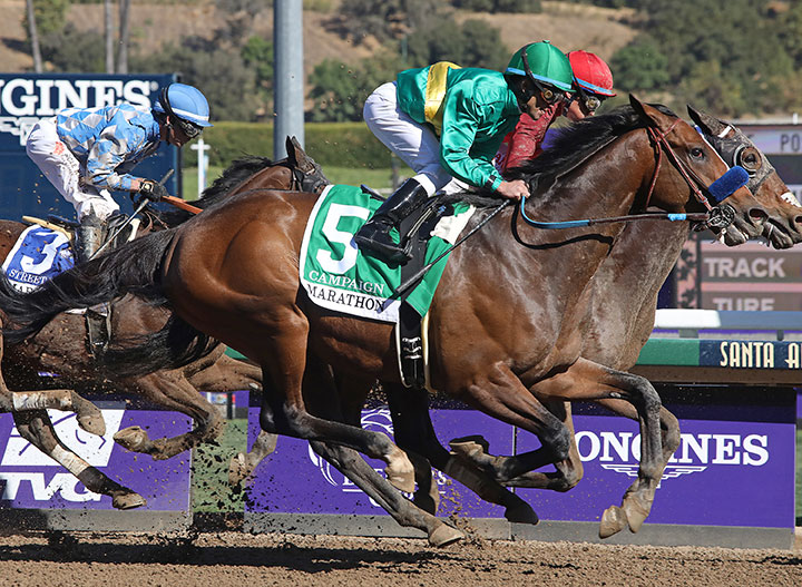Campaign finishes sixth in the 2019 Marathon Stakes at Santa Anita Park