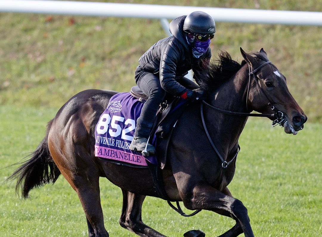 Campanelle trains at Keeneland Race Course for the 2020 Breeders' Cup