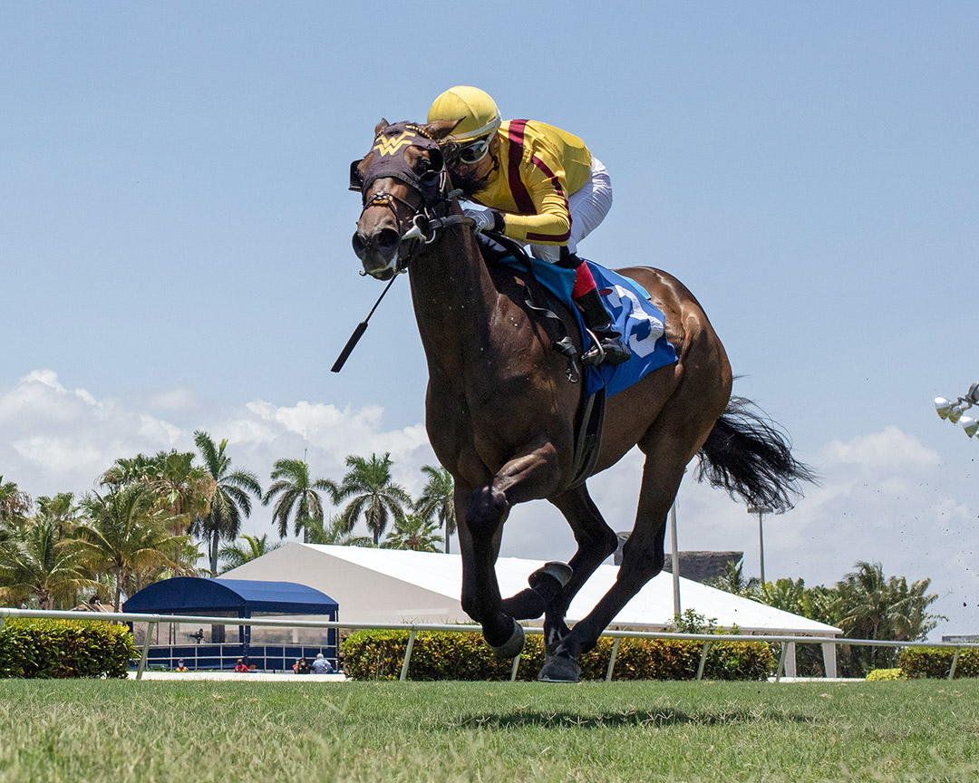 Campanelle wins a May 31 maiden race at Gulfstream Park