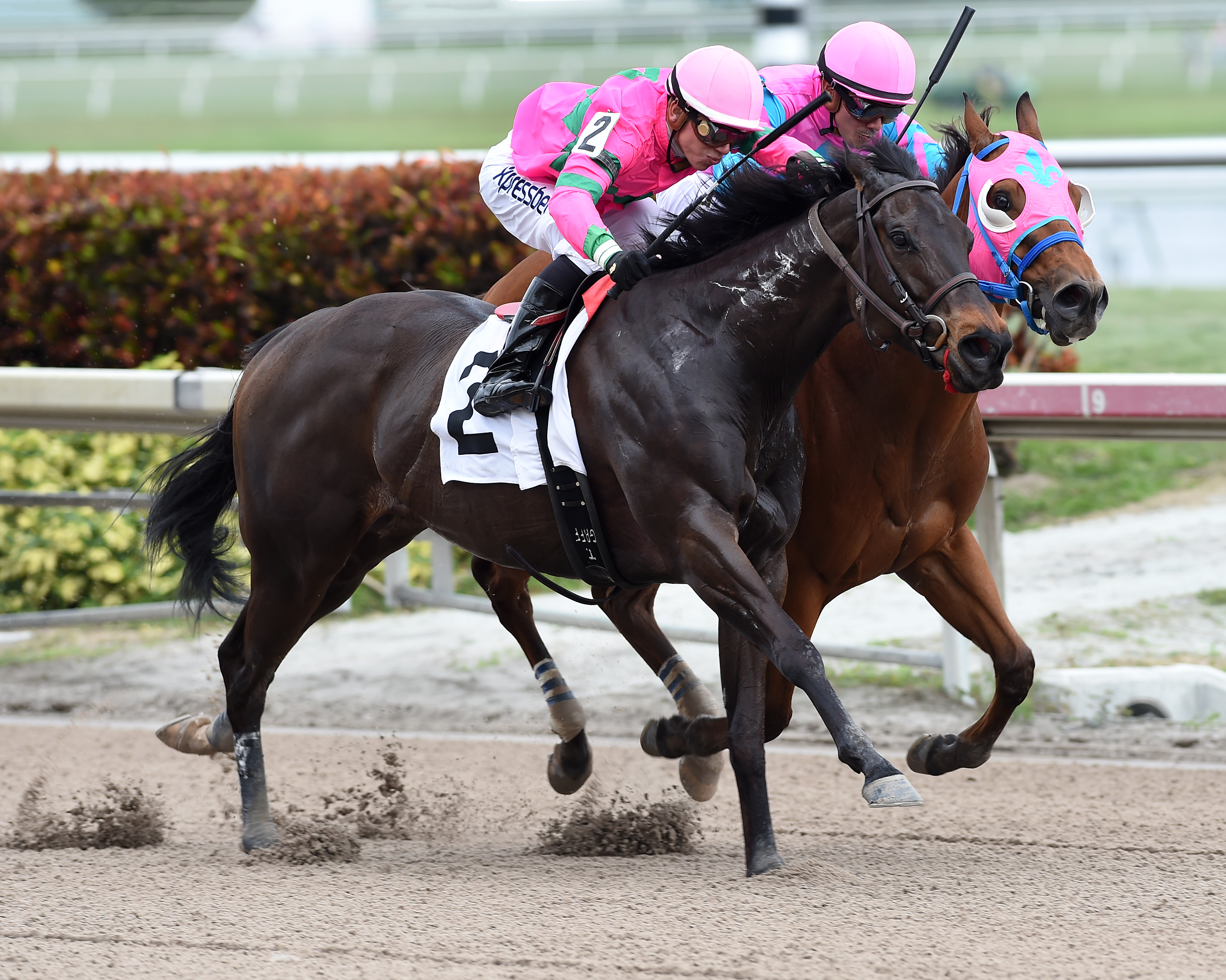 Candip wins an allowance race on Jan. 27