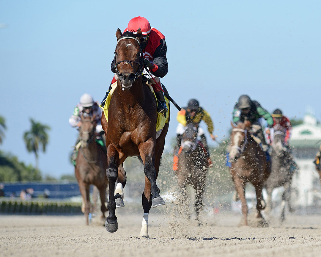 Candy Rocket Man wins a Jan. 9 maiden race at Gulfstream Park