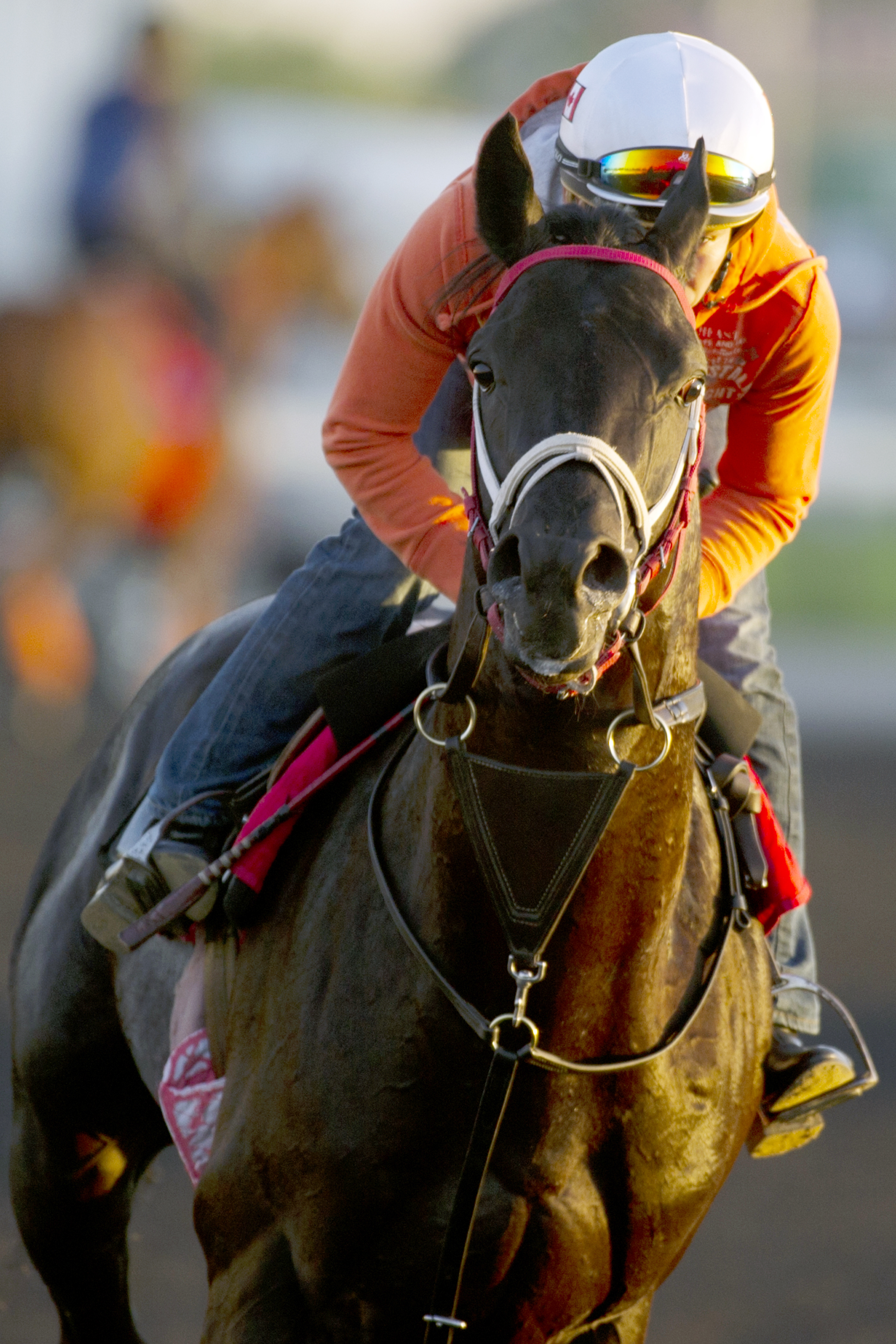 Cap in Hand training at Woodbine June 30