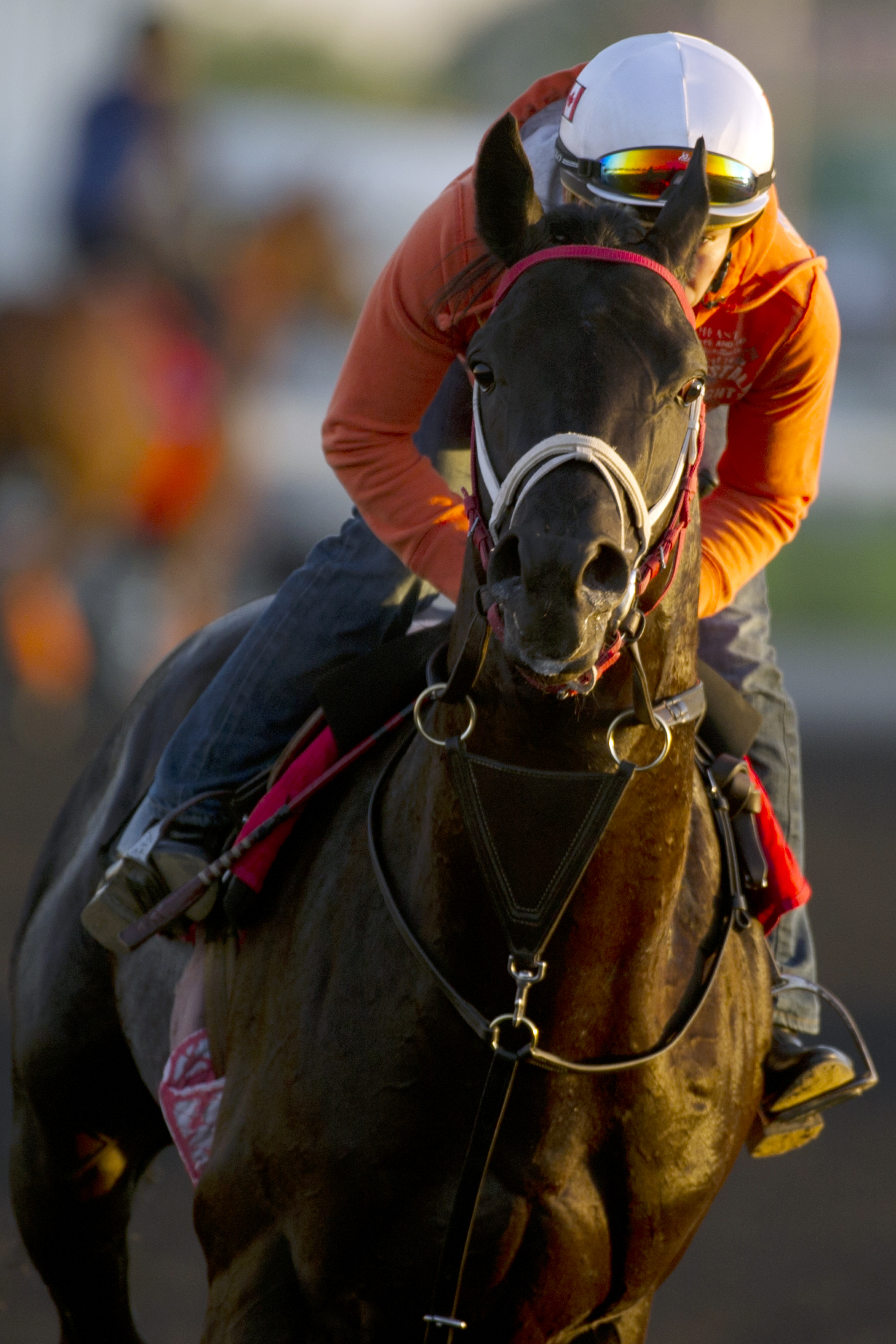 Cap in Hand training at Woodbine June 30