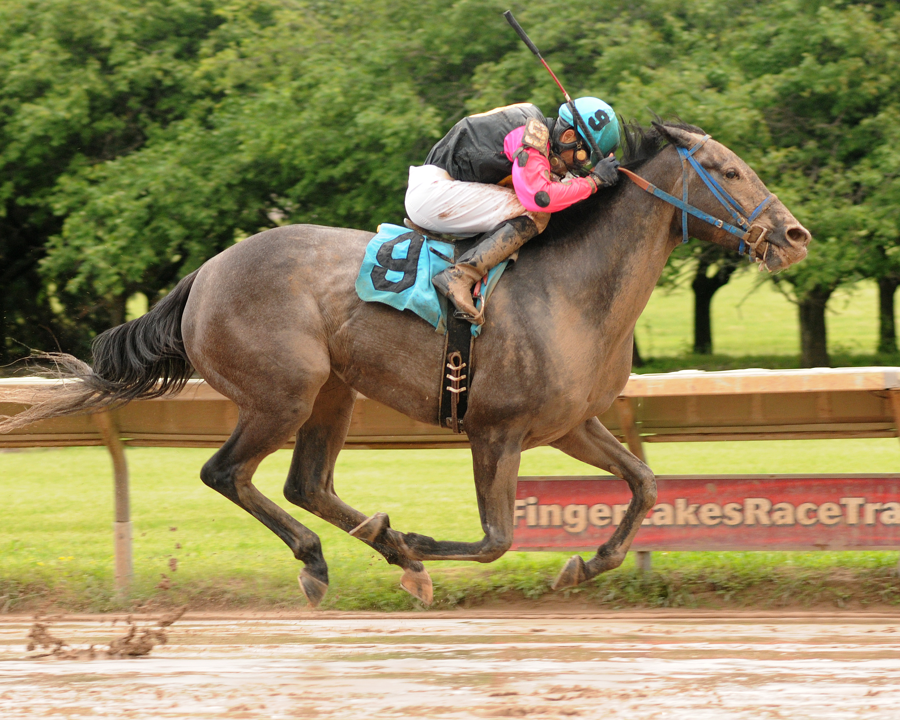 Capella Dancer 6-8-2013