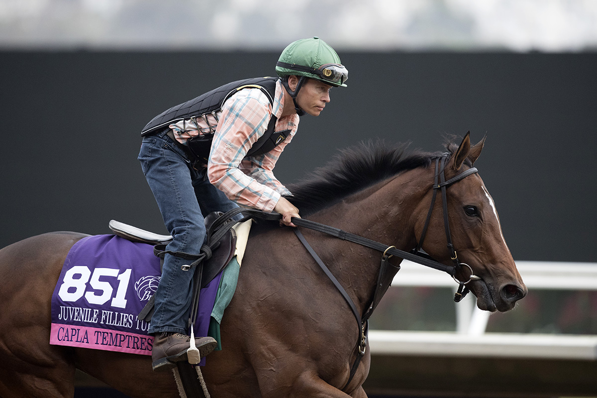 Capla Temptress trains for the Breeders Cup in 2017
