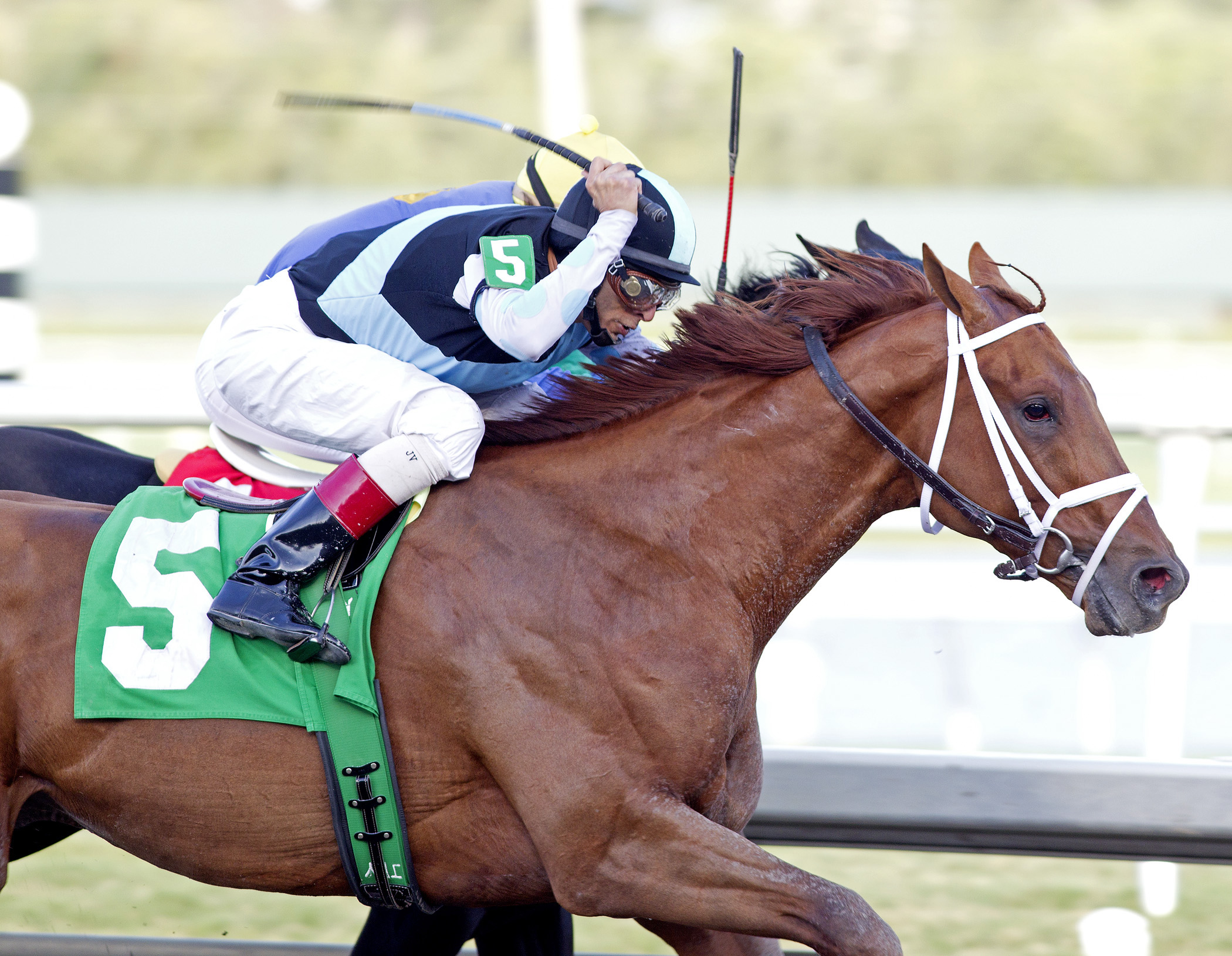 Capo Bastone, allowance race