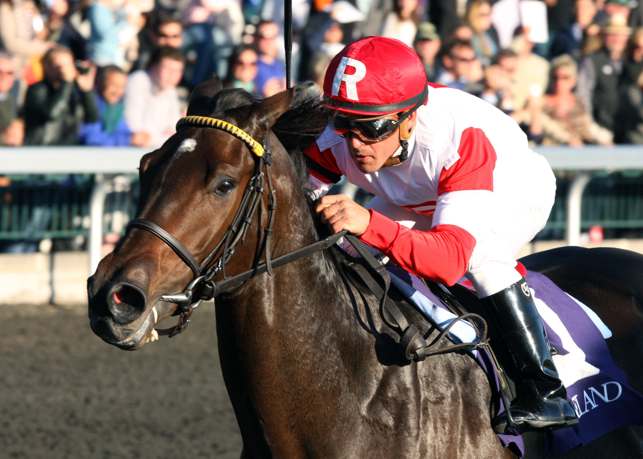 Captain Cook wins a maiden