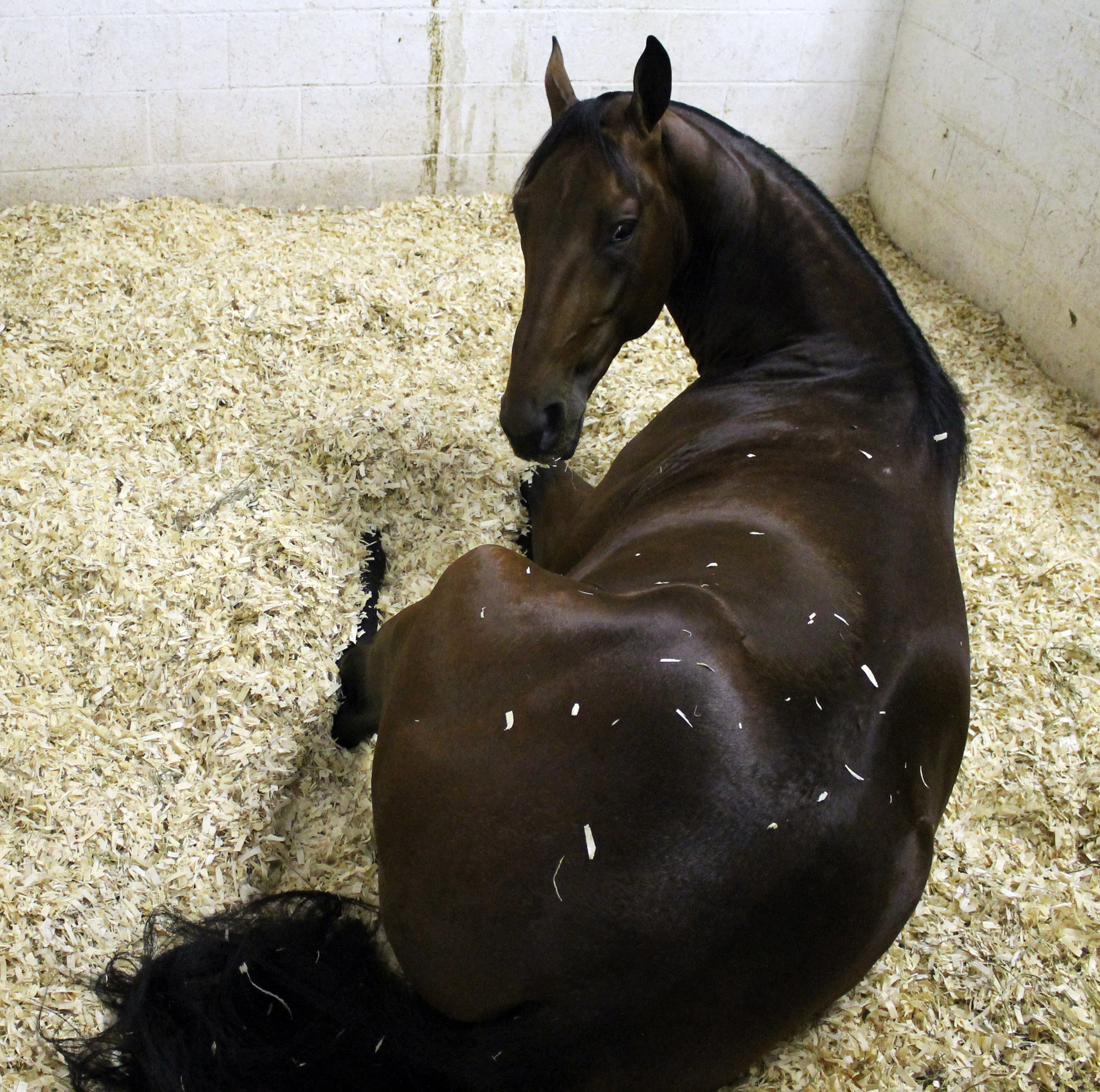 captaintreacherous resting