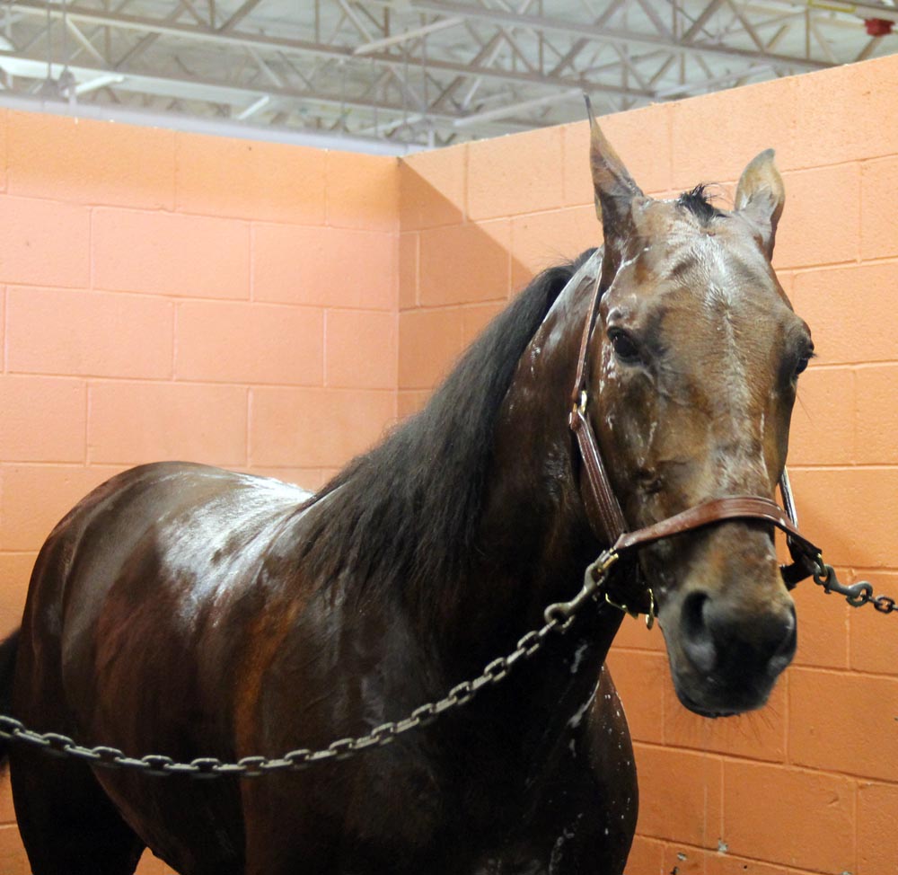 Captaintreacherous_2014
