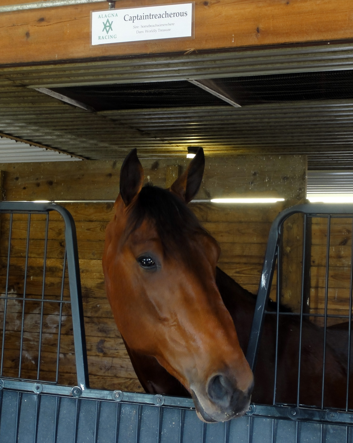 Captaintreacherous_head