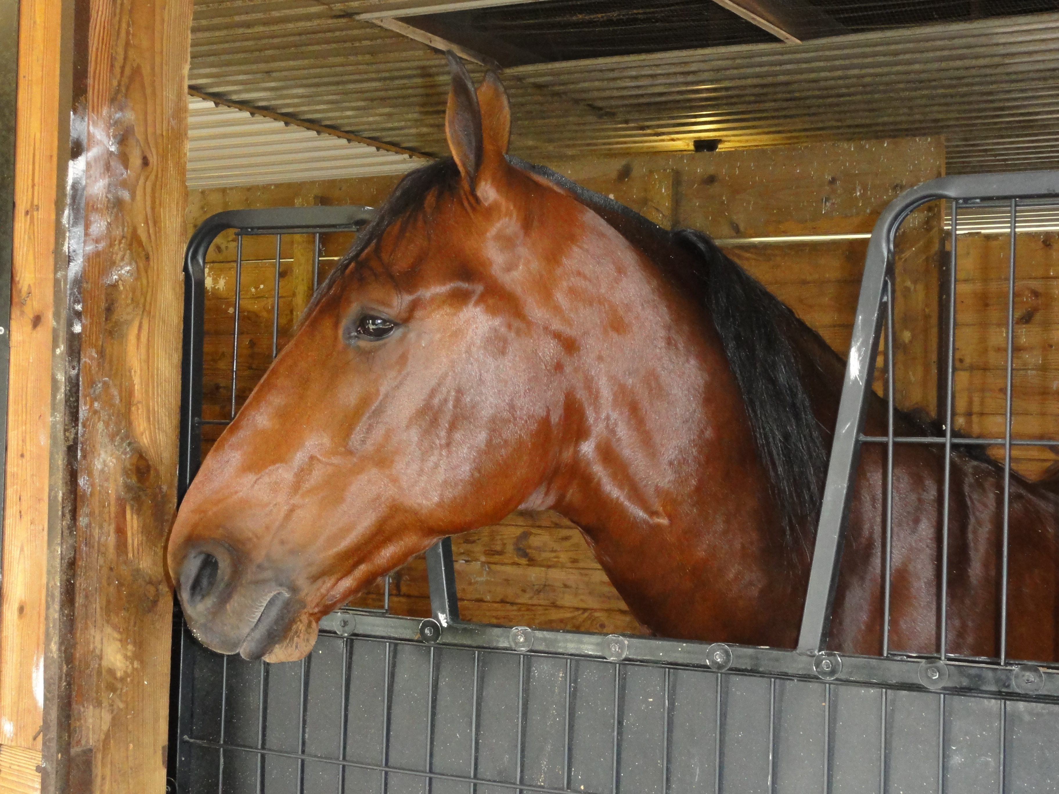 Captaintreacherous_head