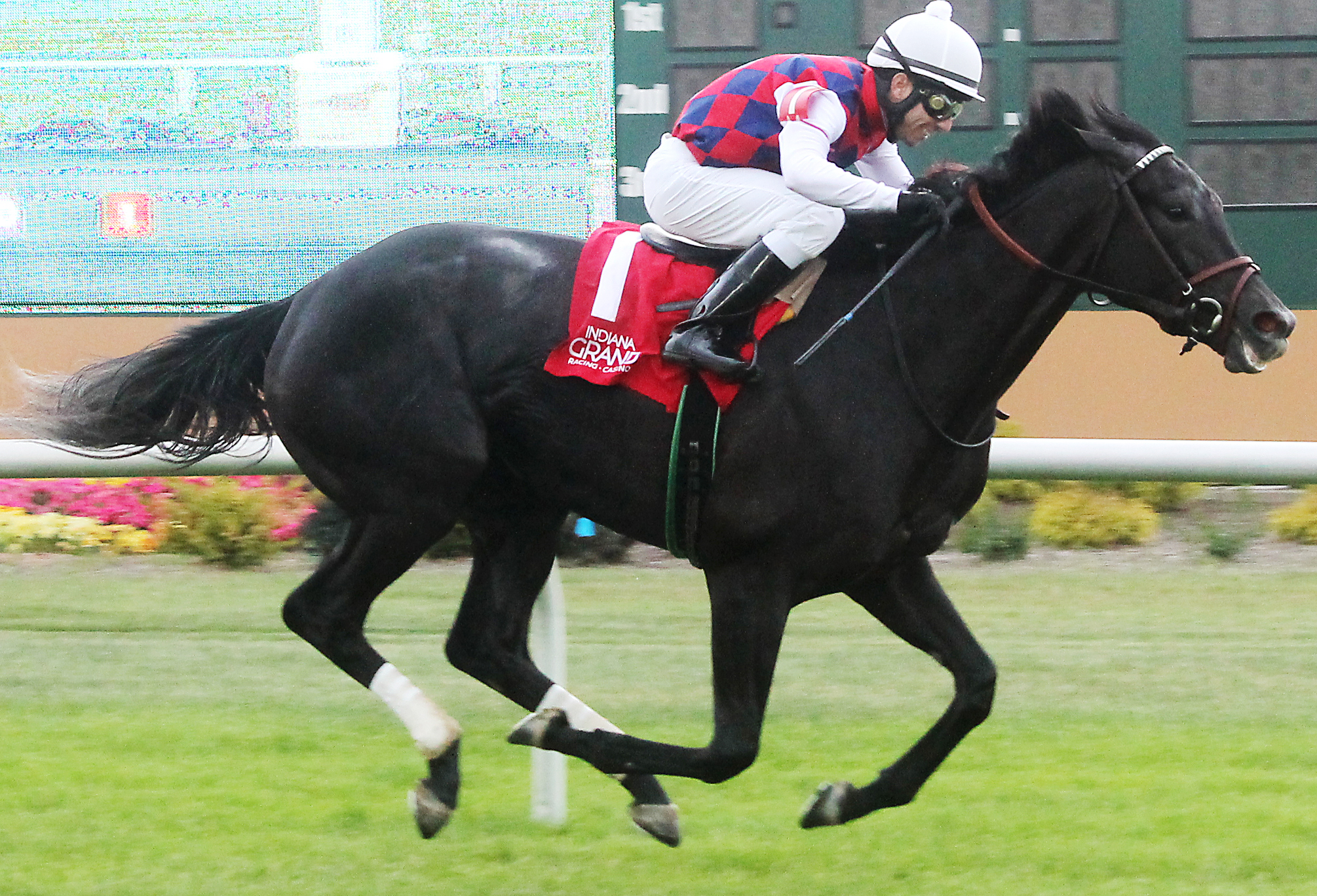 Cara Marie wins the Indy Star Stakes