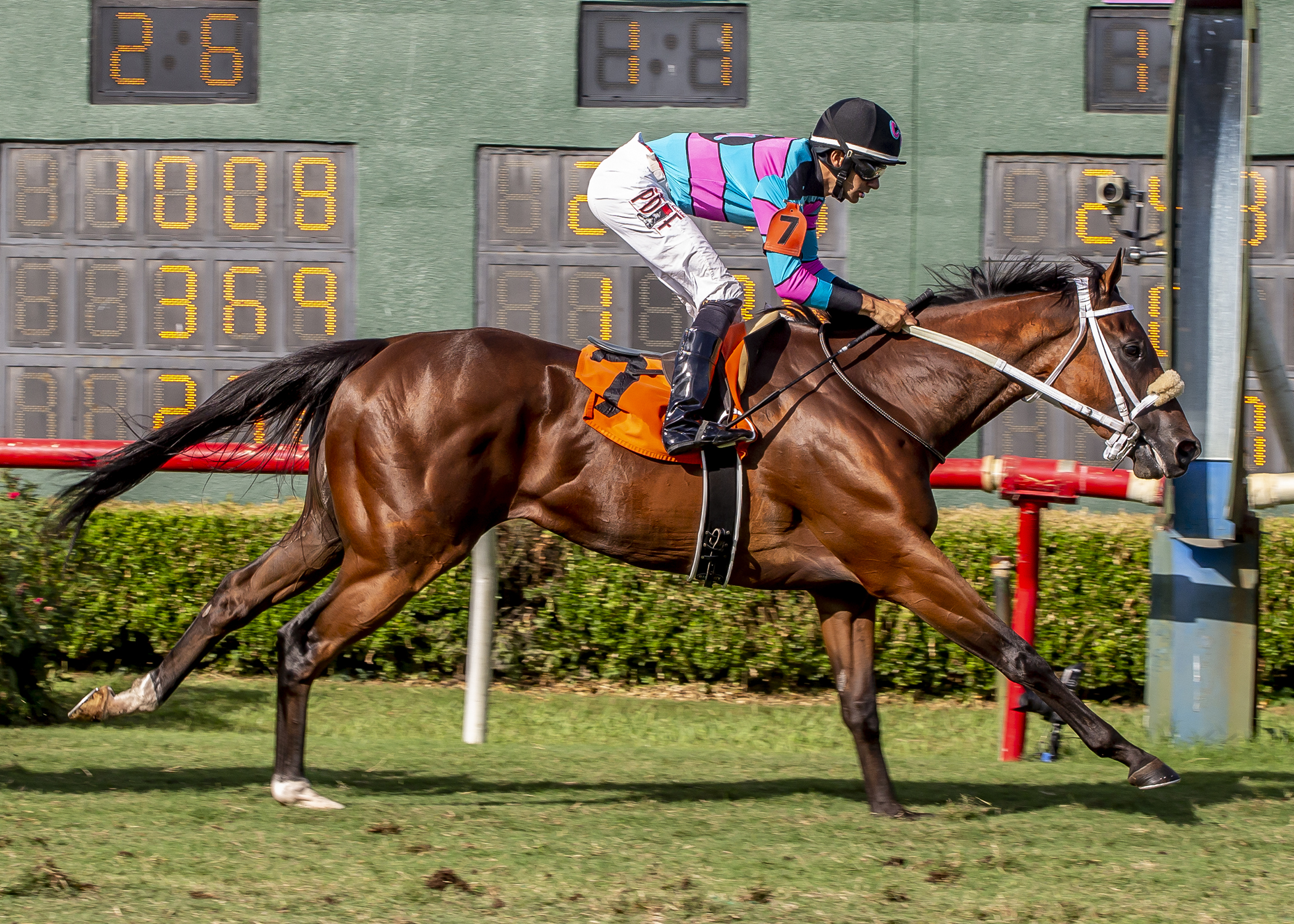 Carlea's Dream. Louisiana Cup Turf Classic.8-21-2021