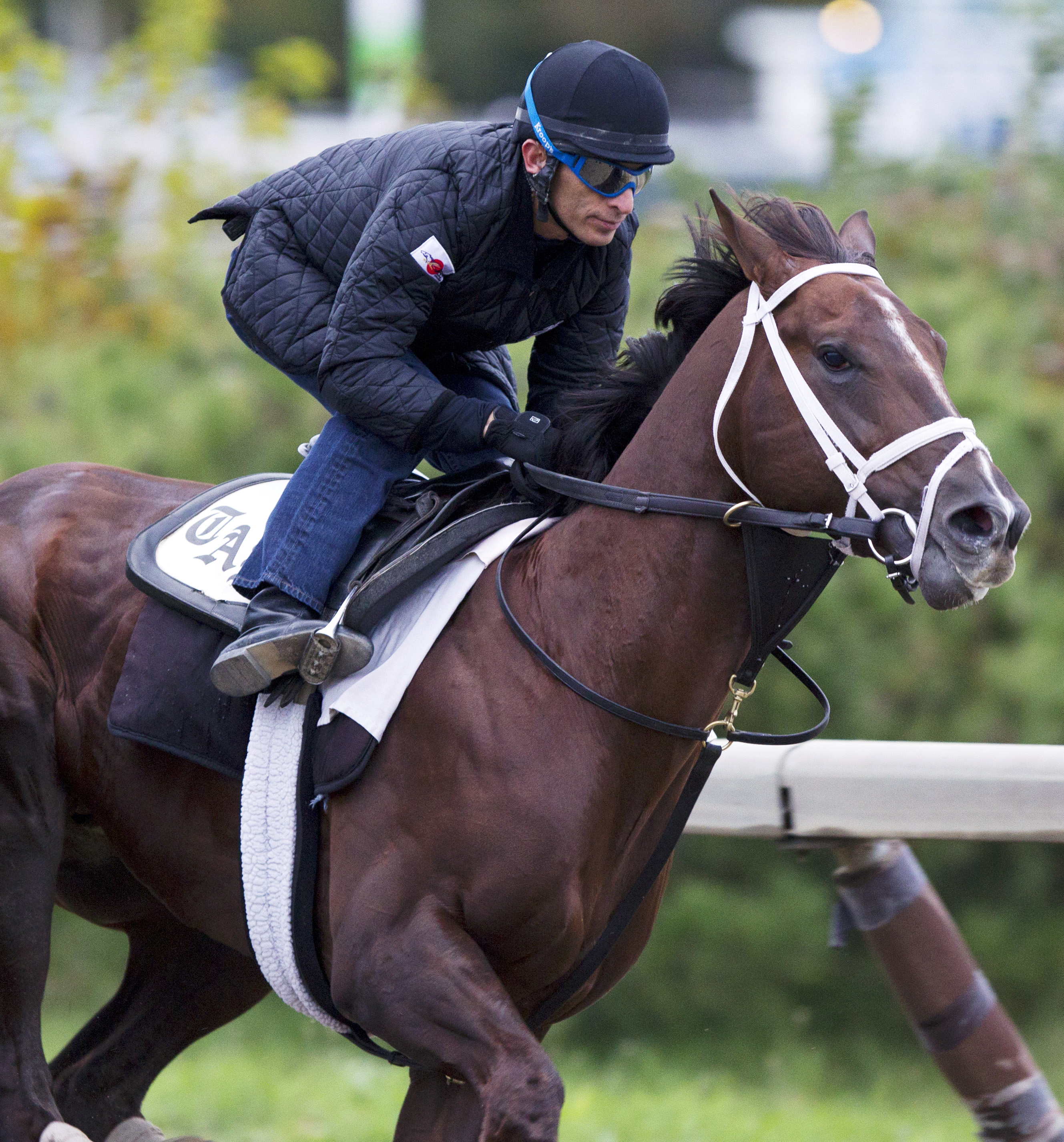 Carpe Diem trains for Breeders' Cup