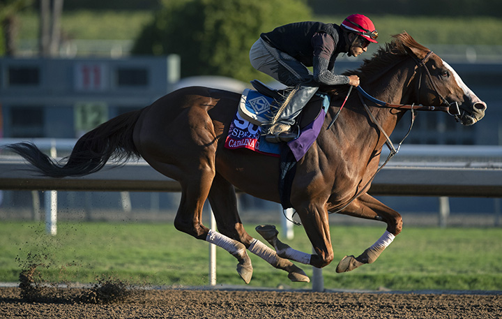 Catalina Cruiser trains at Santa Anita Park on Oct. 25
