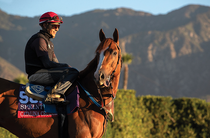 Catalina Cruiser at Santa Anita Park before the Breeders' Cup