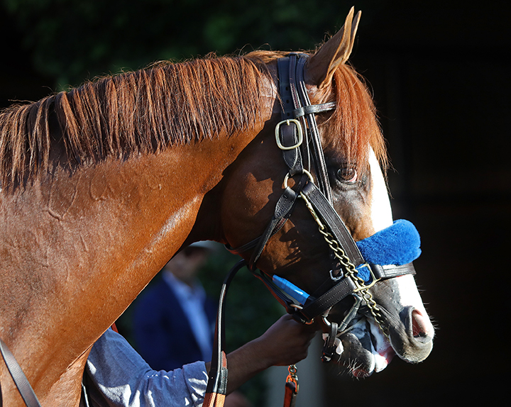 Catalina Cruiser at Del Mar in August 2019