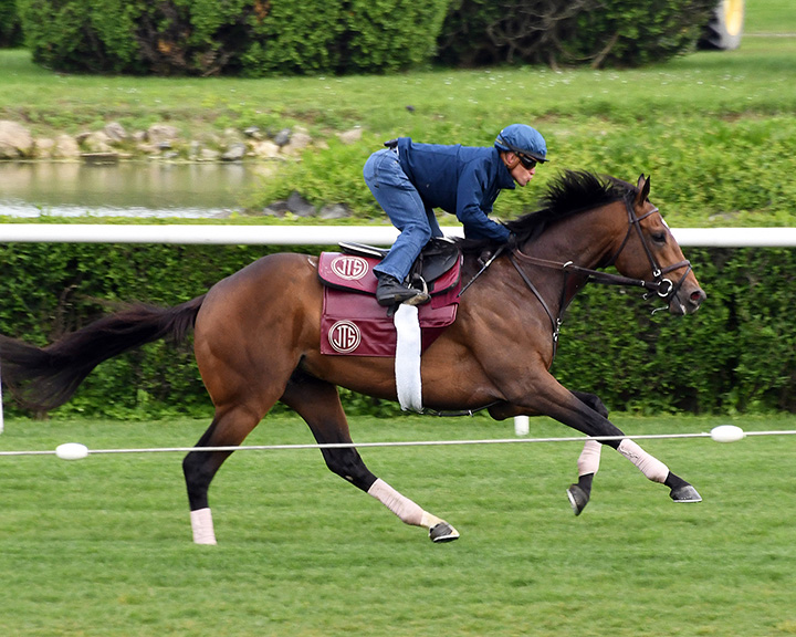 Catholic Boy trains at Belmont on May 11