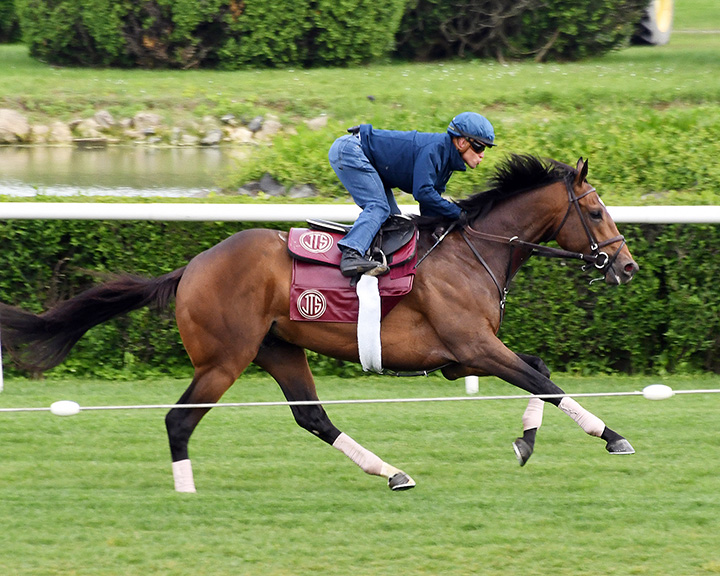 Catholic Boy trains at Belmont Park on May 11