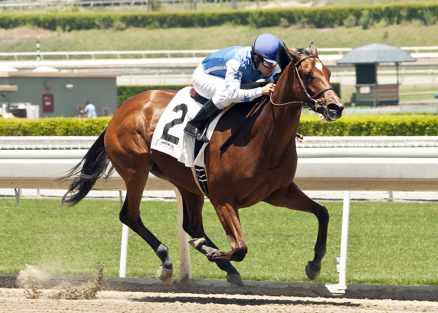 Caval wins a maiden race
