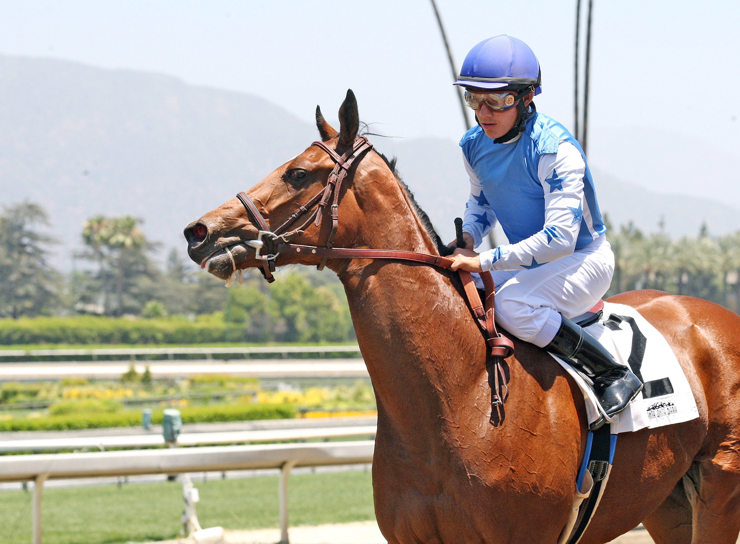 Caval after winning a maiden race in June