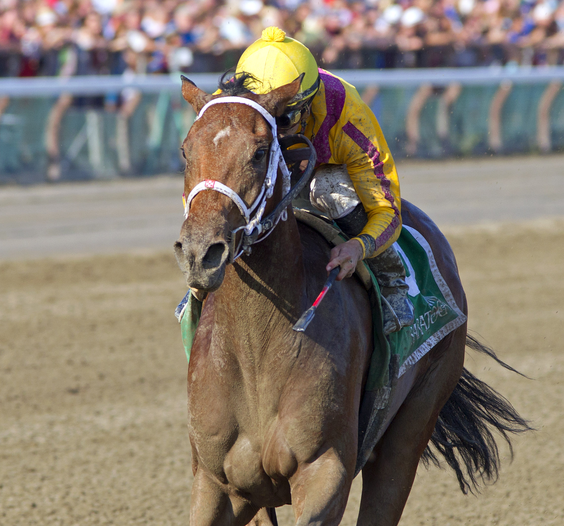 Cavorting wins 2014 Adirondack