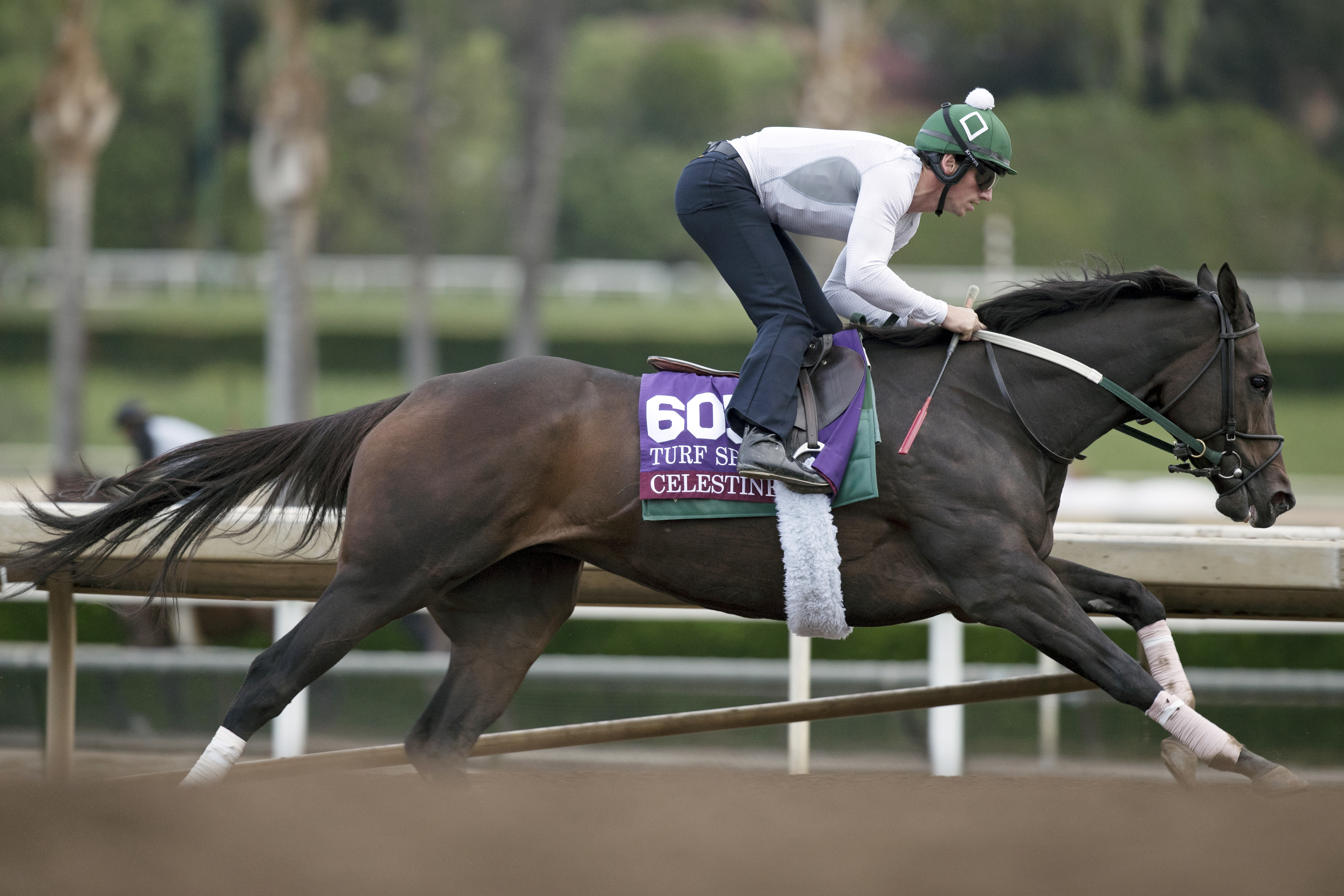 Celestine trains at Santa Anita on Oct. 31