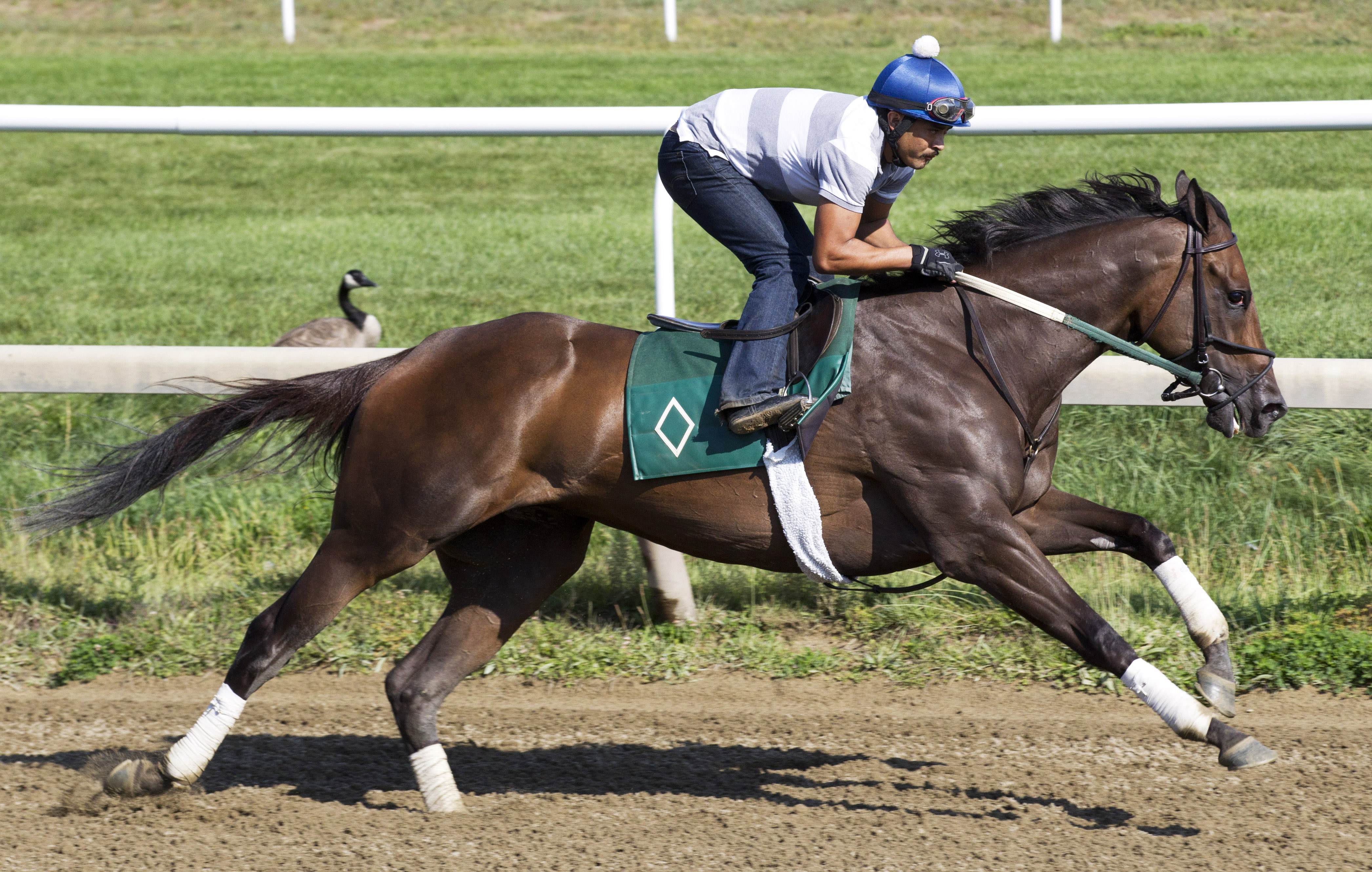 Celestine trains at Saratoga on Sept. 5