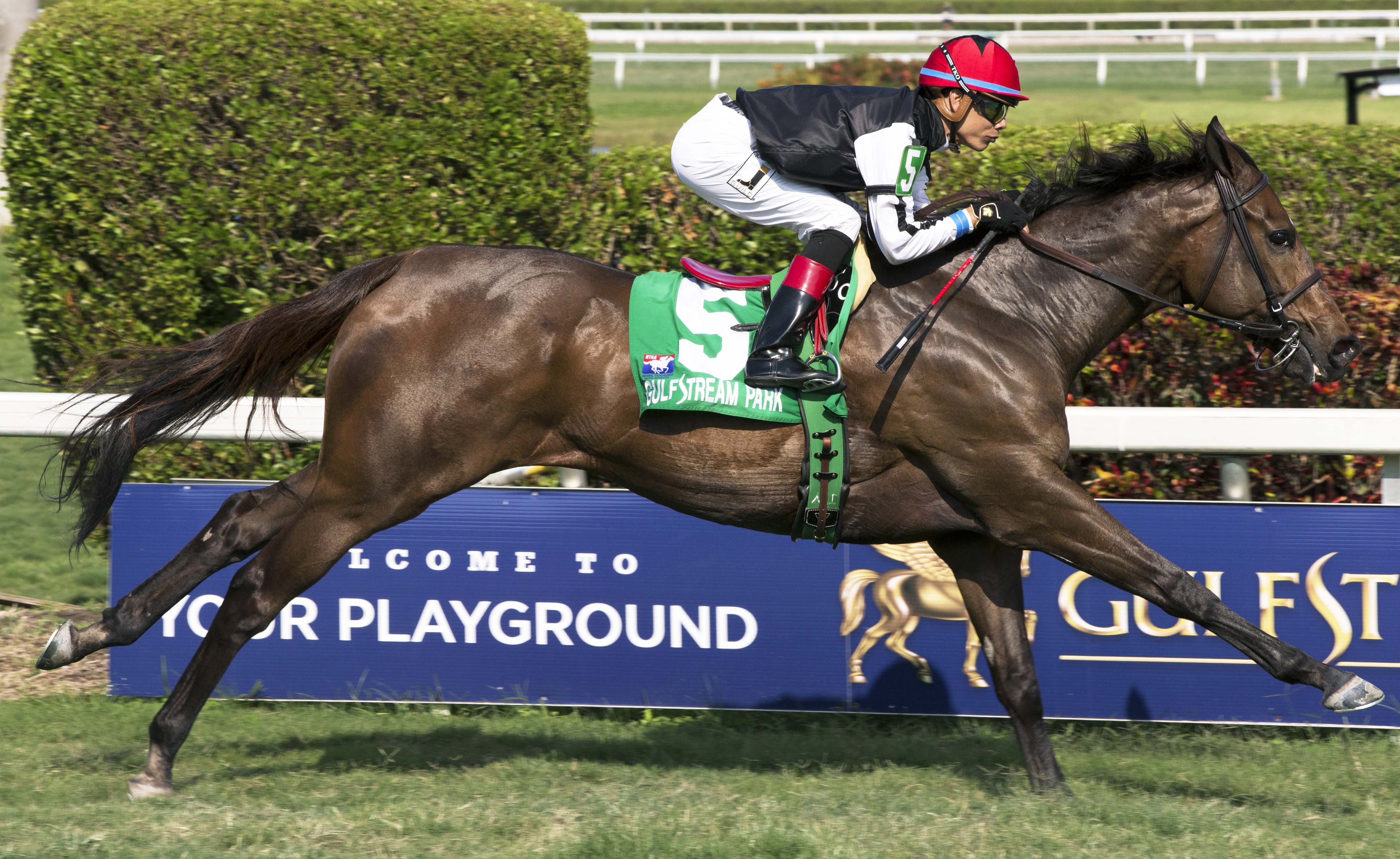Celestine wins the 2017 Honey Fox Stakes