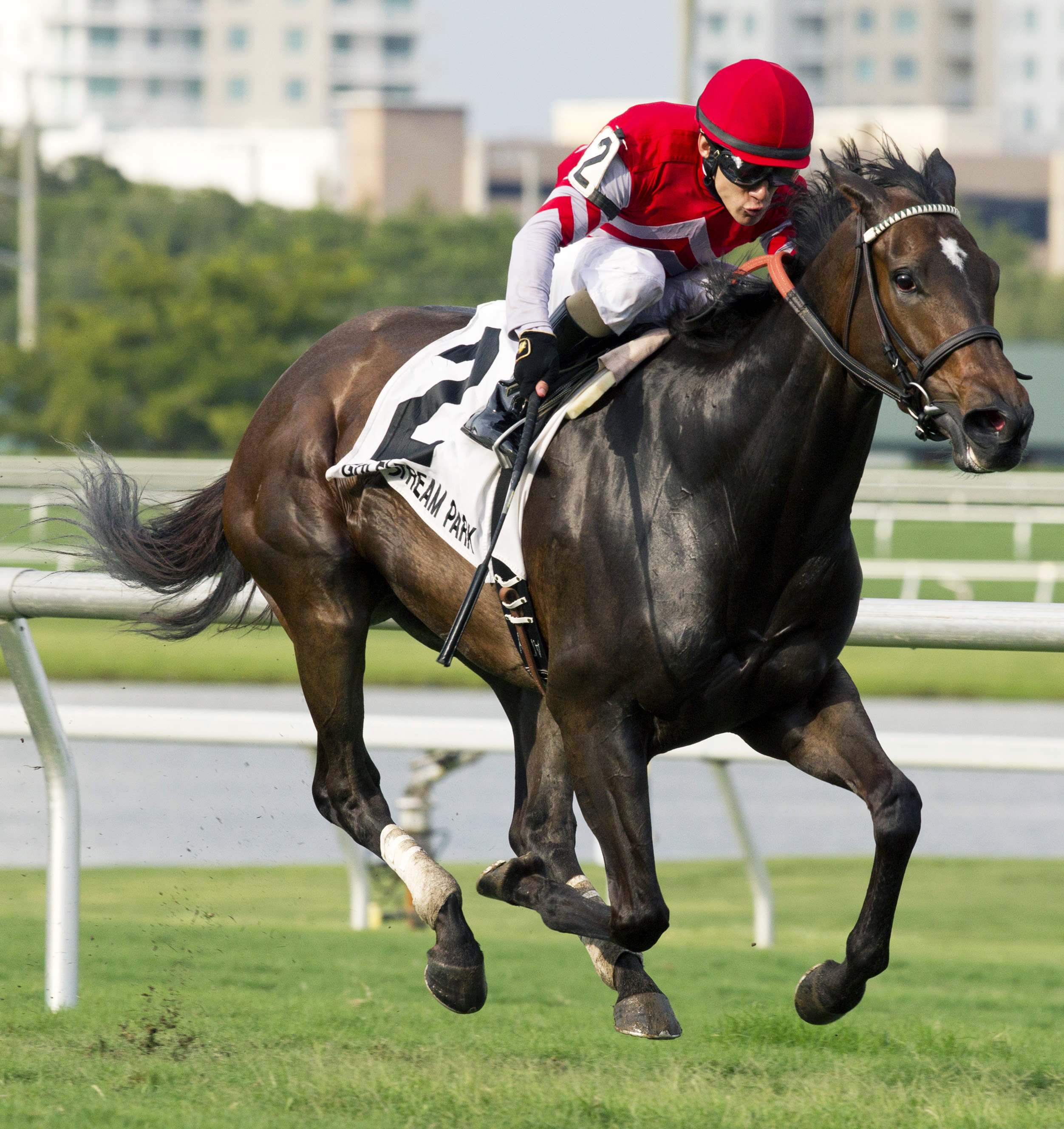 Celestine wins the 2016 Honey Fox