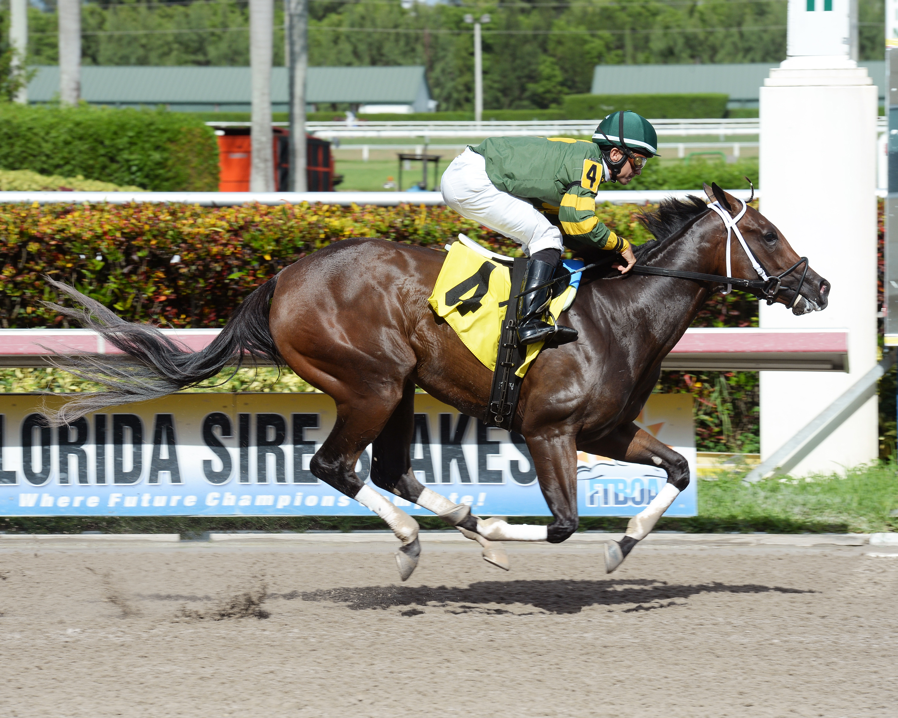 Celtic Moonlight wins a maiden race at Gulfstream Park