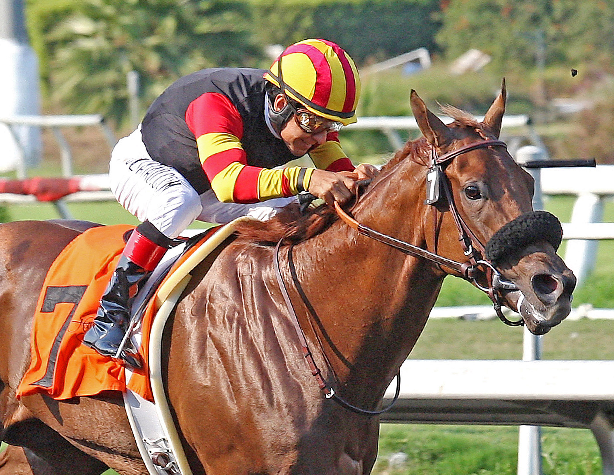 Centralinteligence wins the Triple Bend Handicap