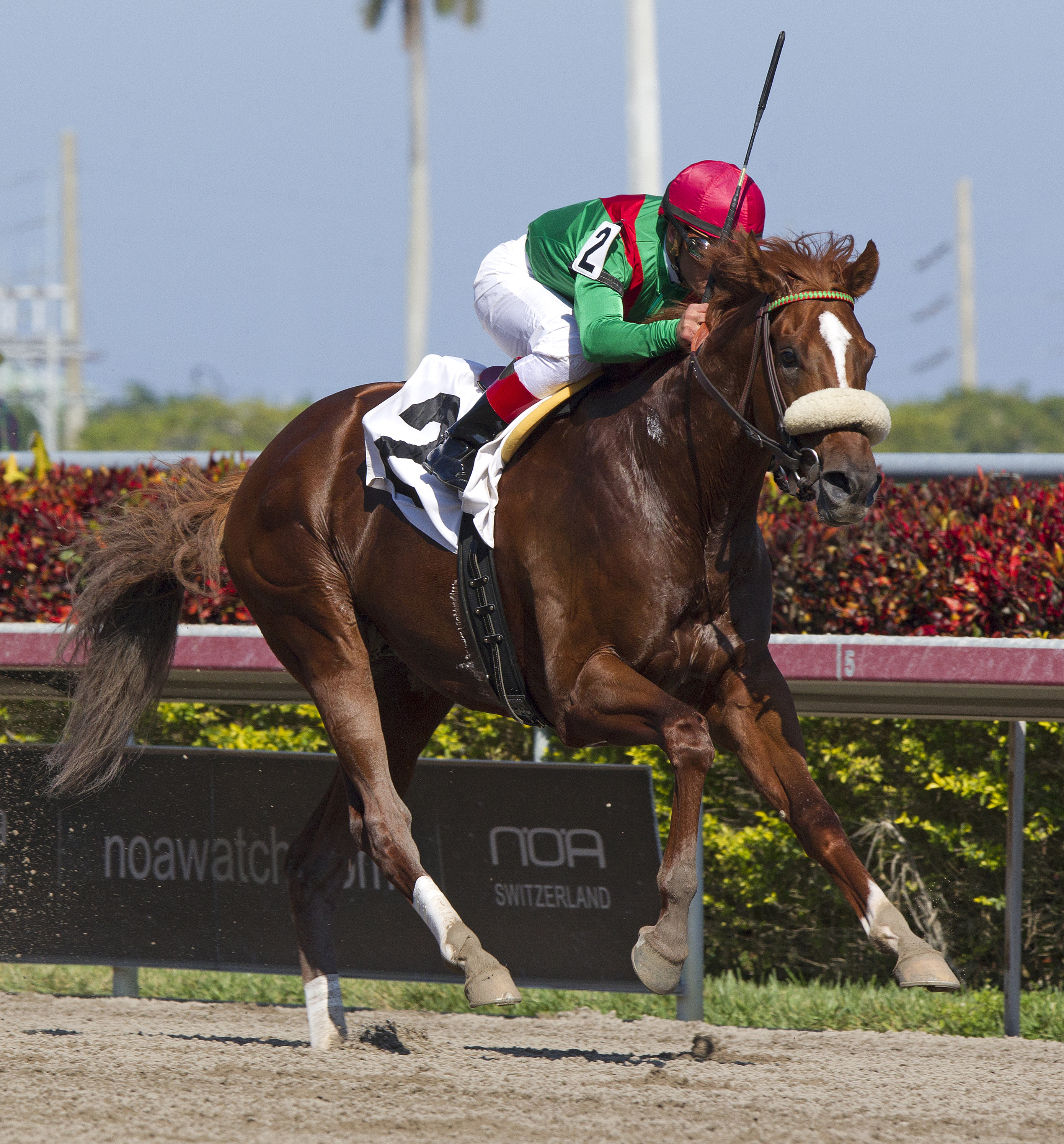 Cerro, allowance race