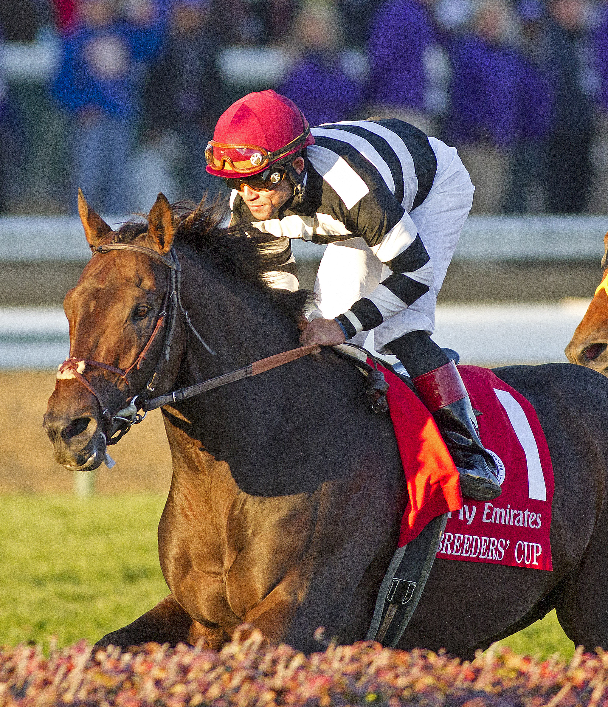 Champ Pegasus