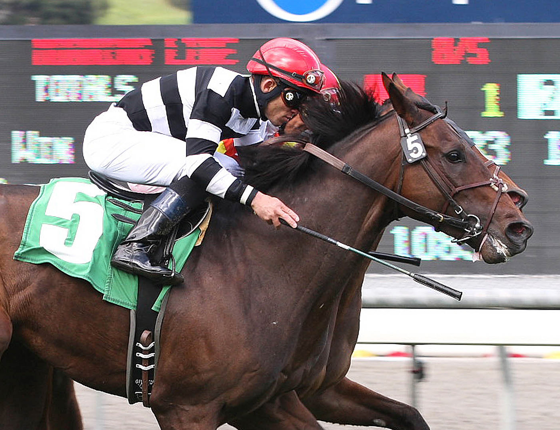 Champ Pegasus