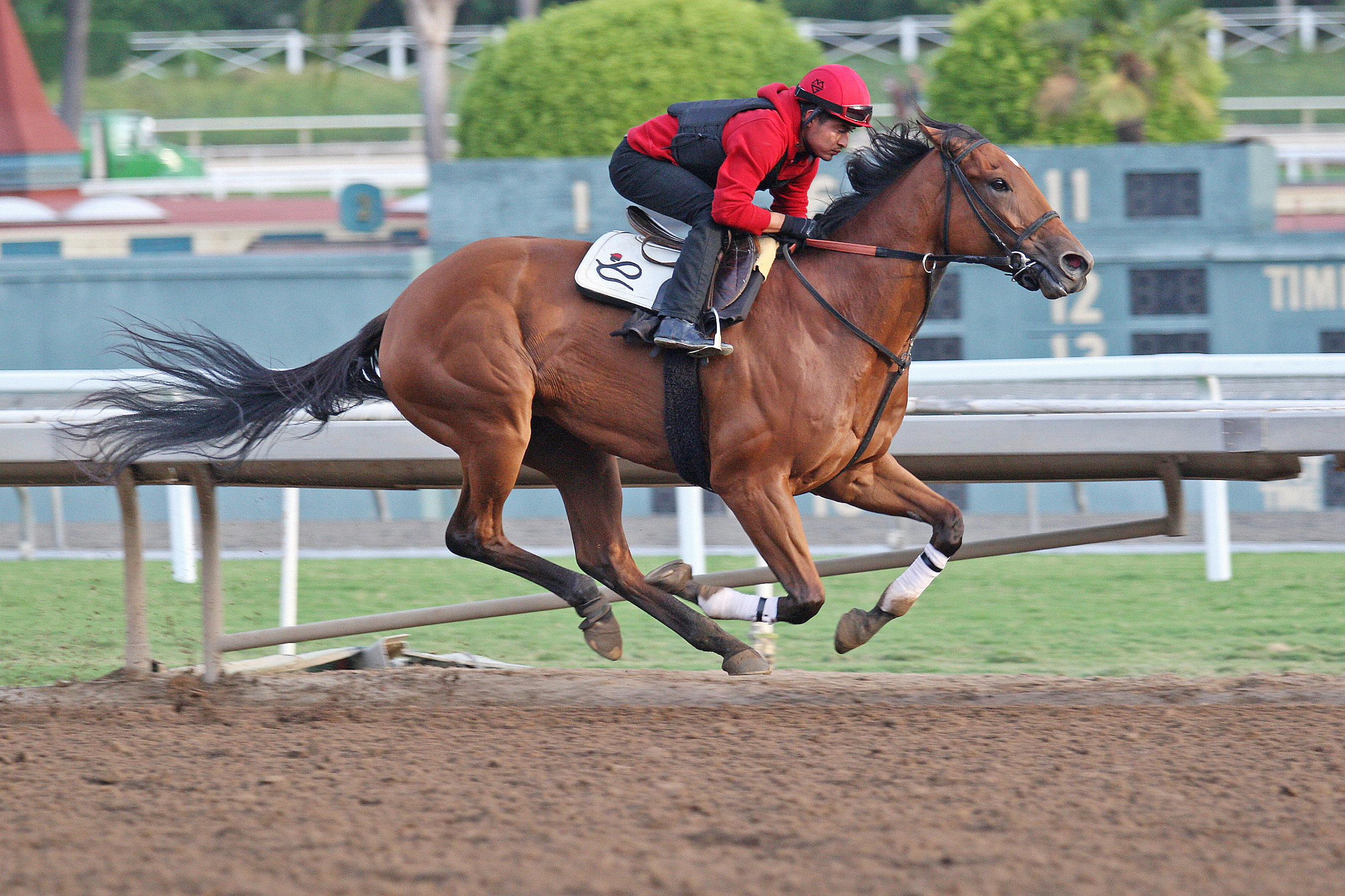 Champagne Room trains at Santa Anita on Oct. 20
