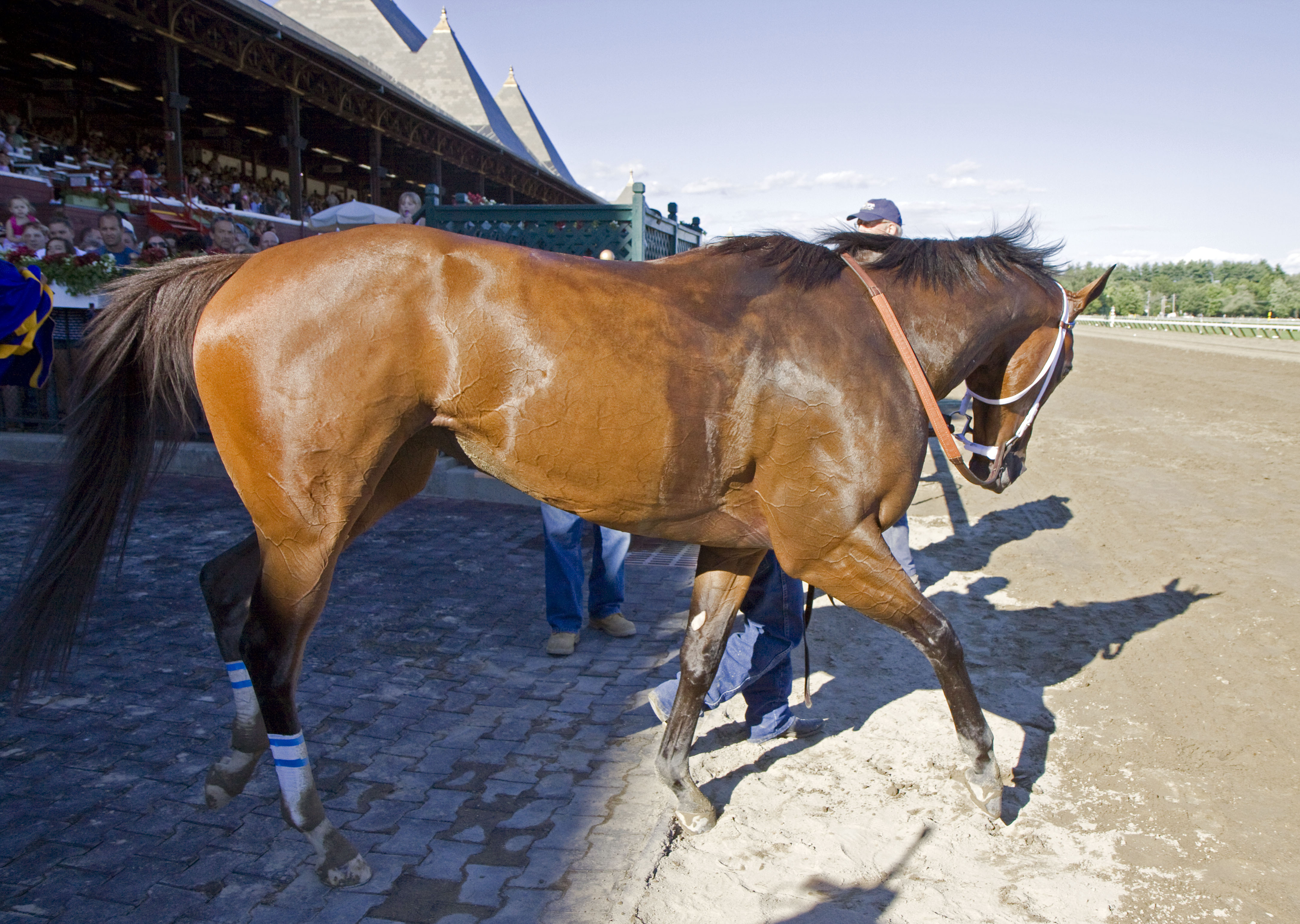 Champagne d'Oro, Saratoga 2010
